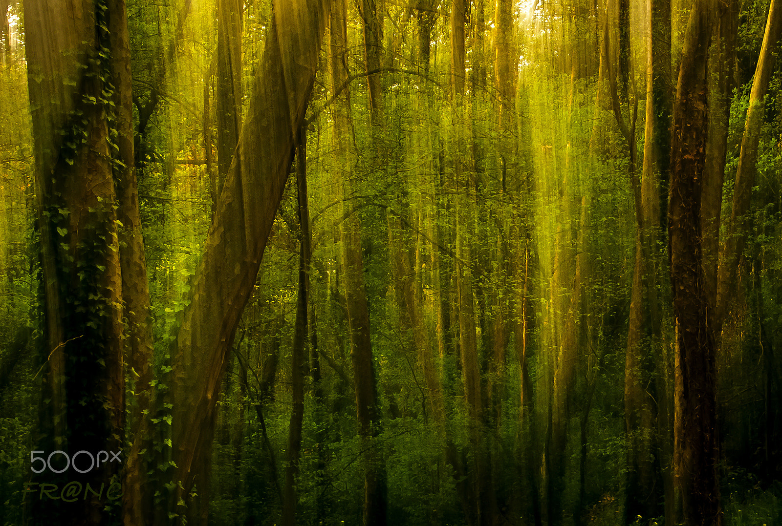 Sigma 18-250mm F3.5-6.3 DC OS HSM sample photo. El bosque photography