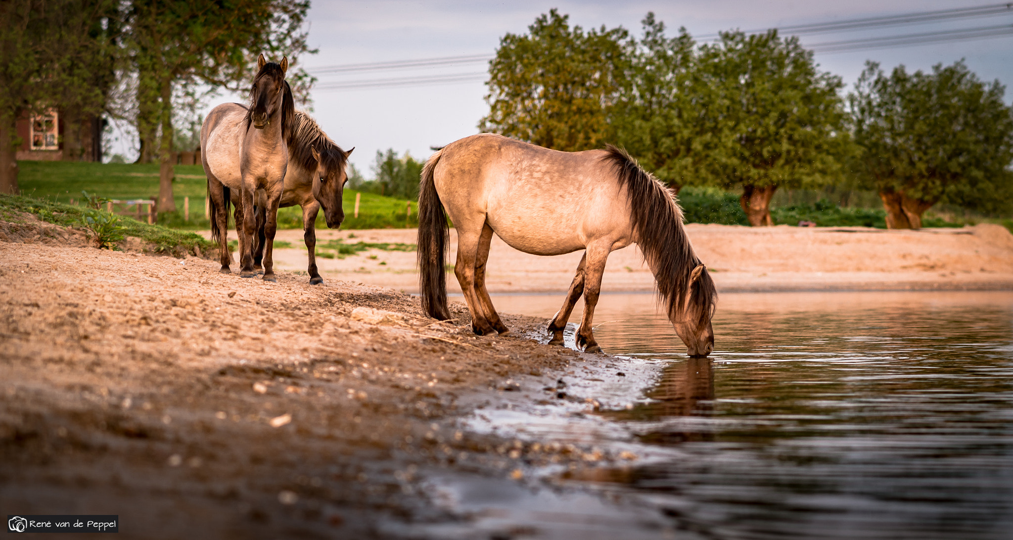 Samsung NX1 + Samsung NX 85mm F1.4 ED SSA sample photo. Wild horses photography