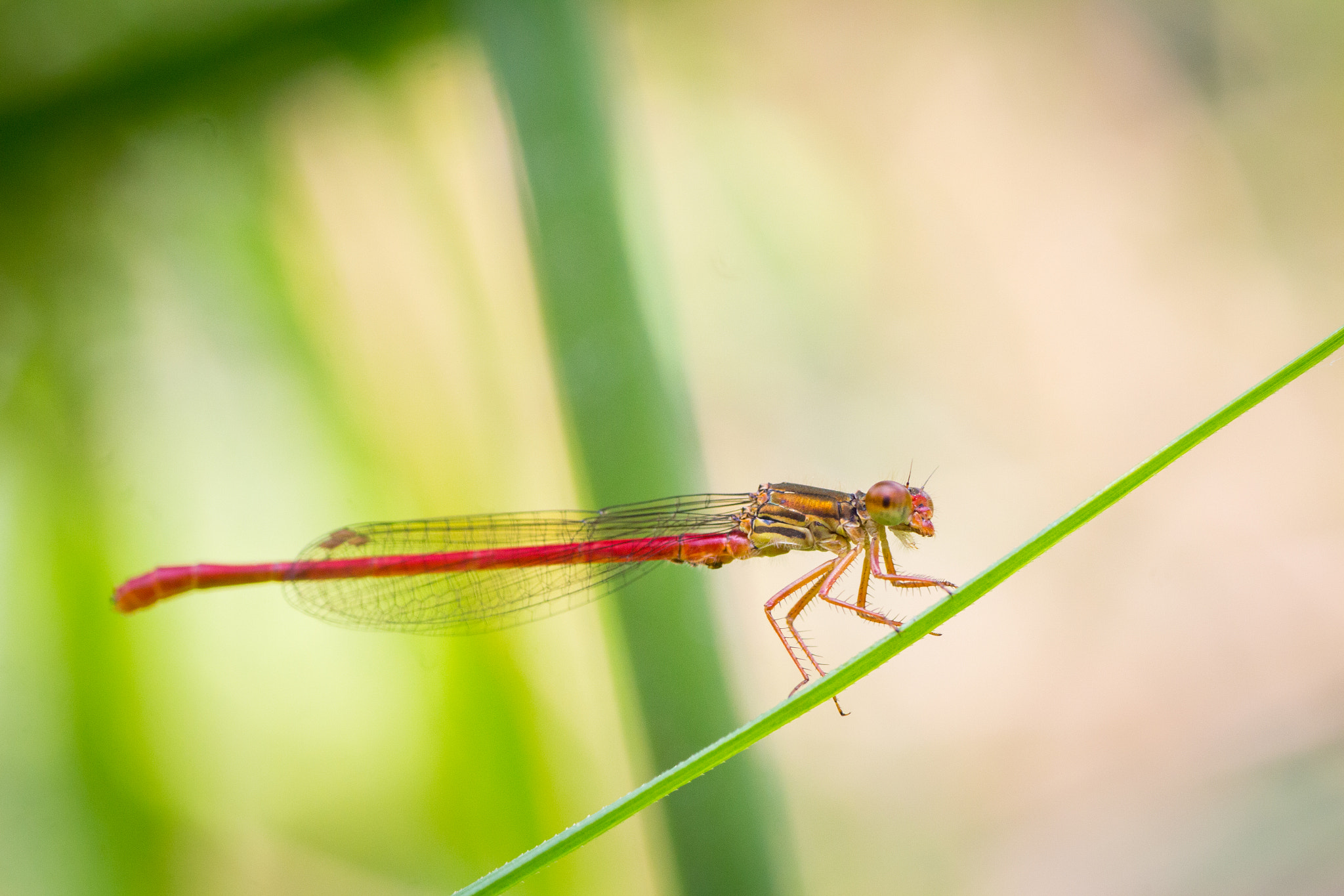 Canon EOS 700D (EOS Rebel T5i / EOS Kiss X7i) + Tamron SP AF 90mm F2.8 Di Macro sample photo. Reg dragonfly photography