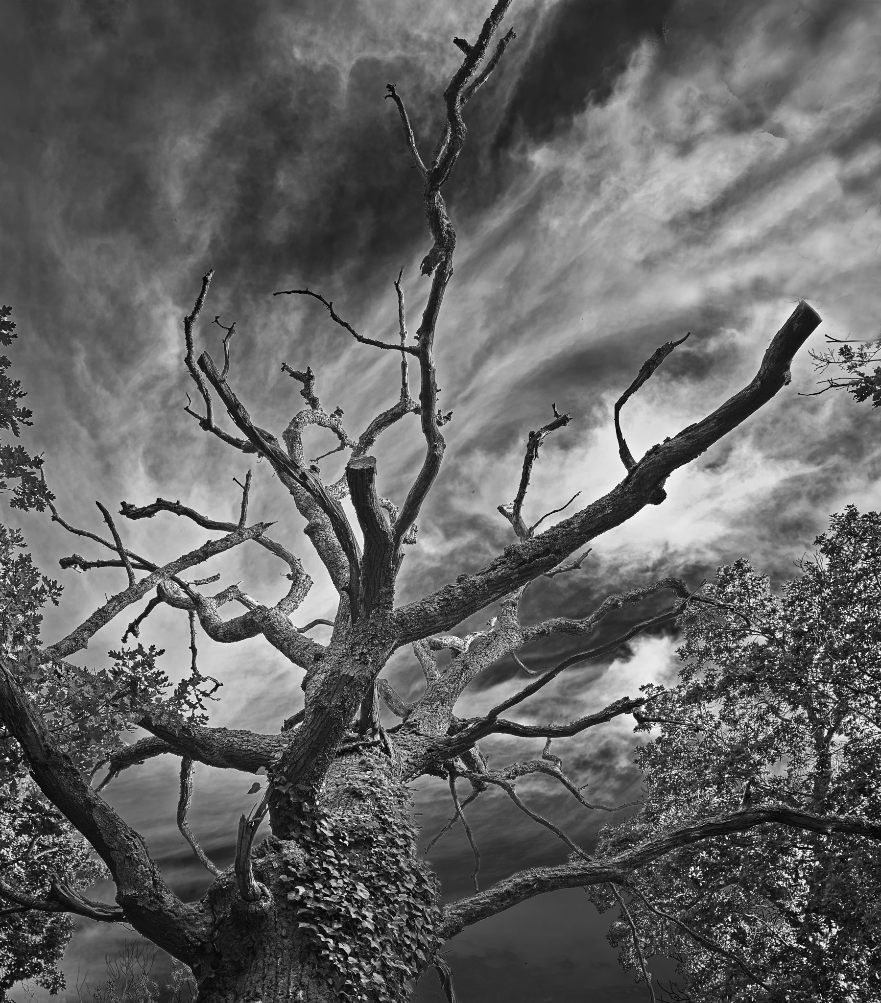 Schneider LS 35mm f/3.5 sample photo. Dead tree photography