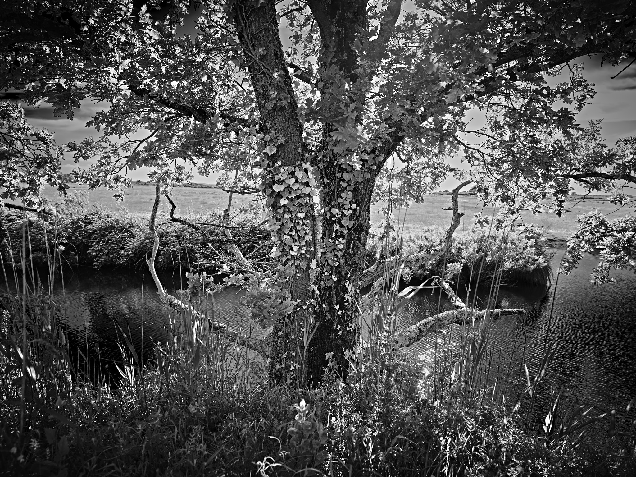 Schneider LS 35mm f/3.5 sample photo. Another dead tree photography