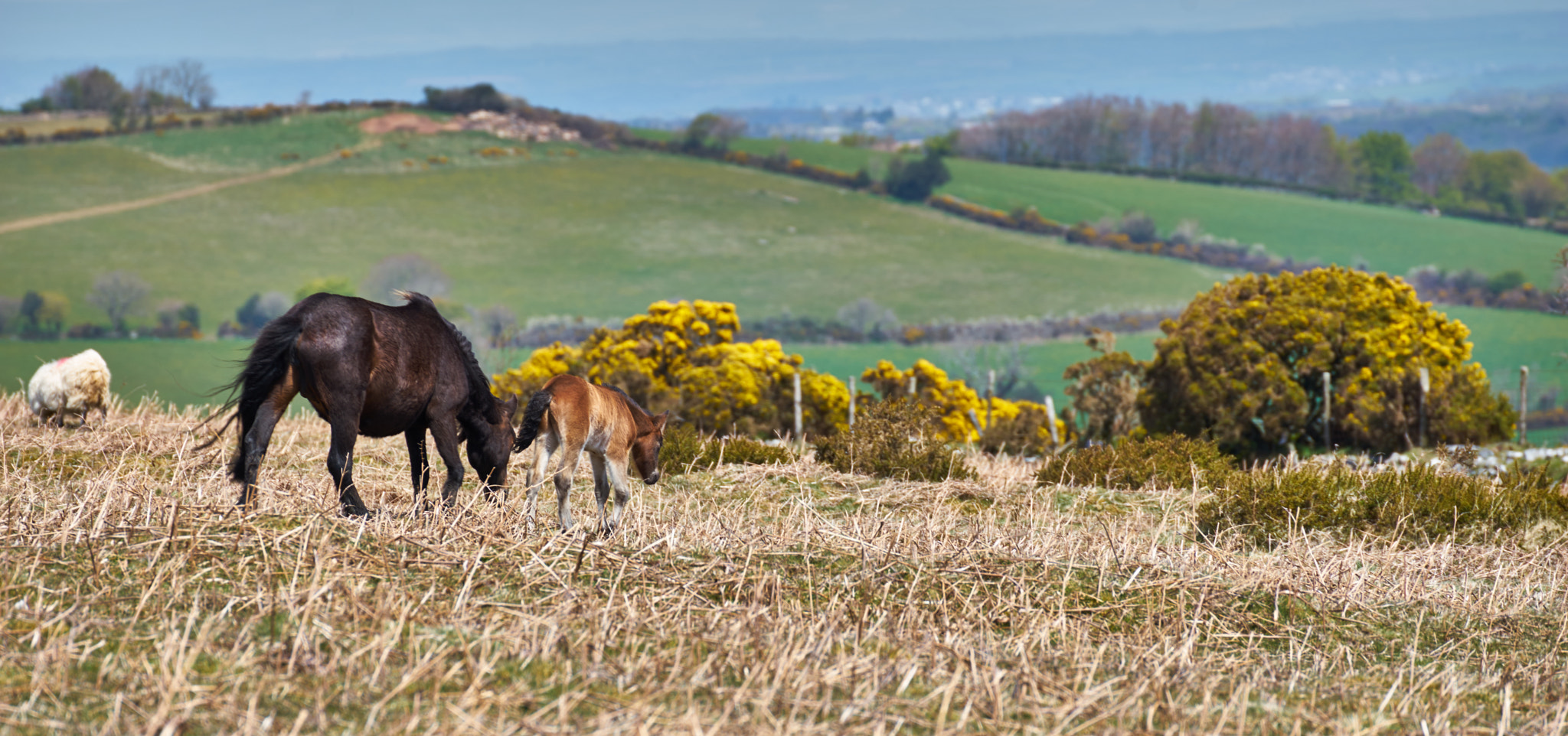 Sony a7 + Tamron SP 70-300mm F4-5.6 Di USD sample photo. Wild horses photography