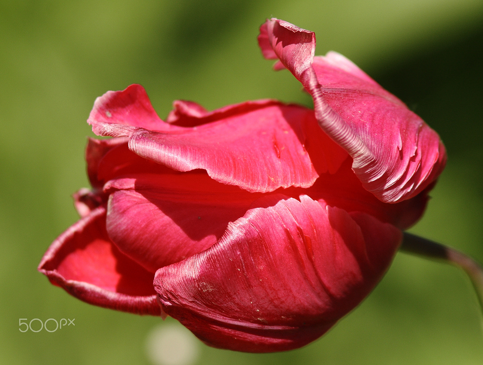 Canon EF 300mm F4L IS USM sample photo. Tulip v photography