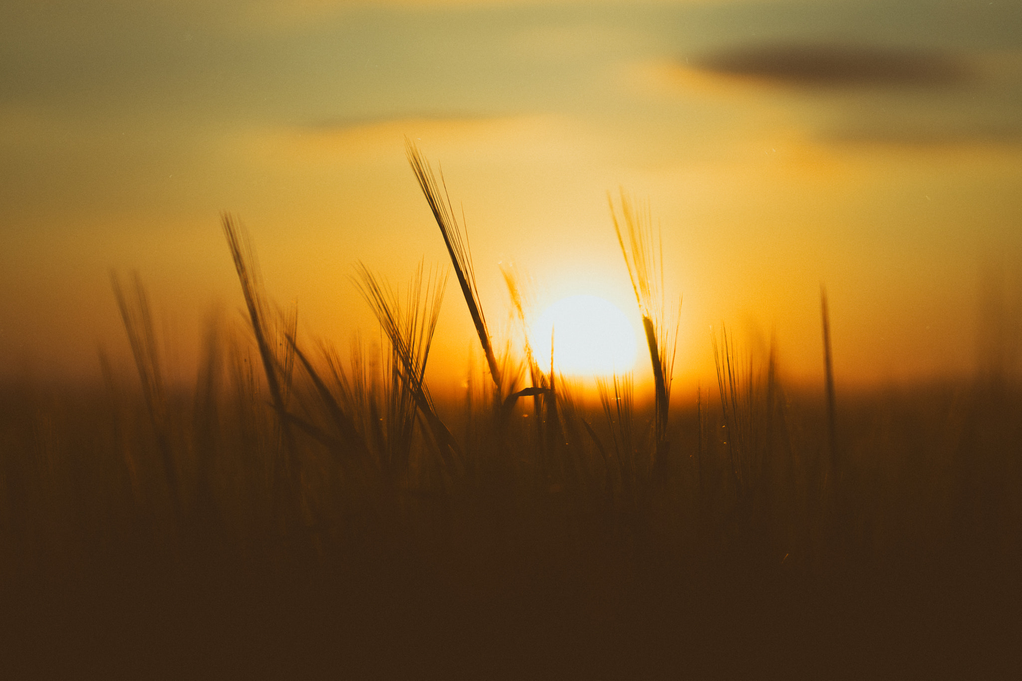 Sony a7 + Sony FE 85mm F1.4 GM sample photo. In this light and on this evening photography