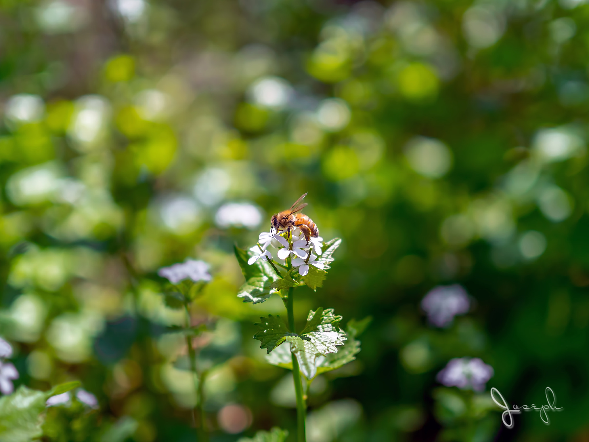 Olympus OM-D E-M5 II + Olympus M.Zuiko Digital 25mm F1.8 sample photo. A bee photography