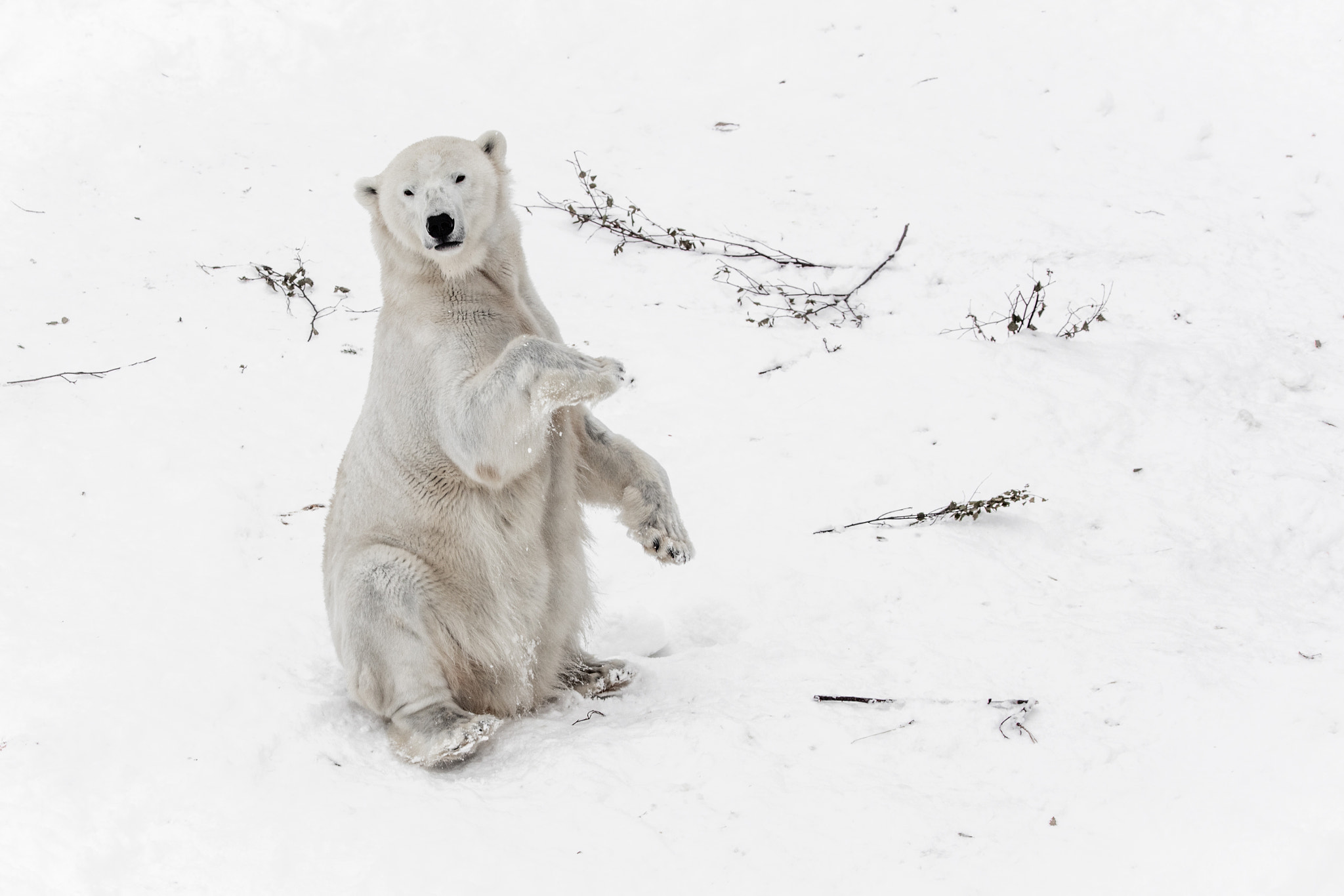 Tamron SP 150-600mm F5-6.3 Di VC USD sample photo. Ice bear begging for food photography