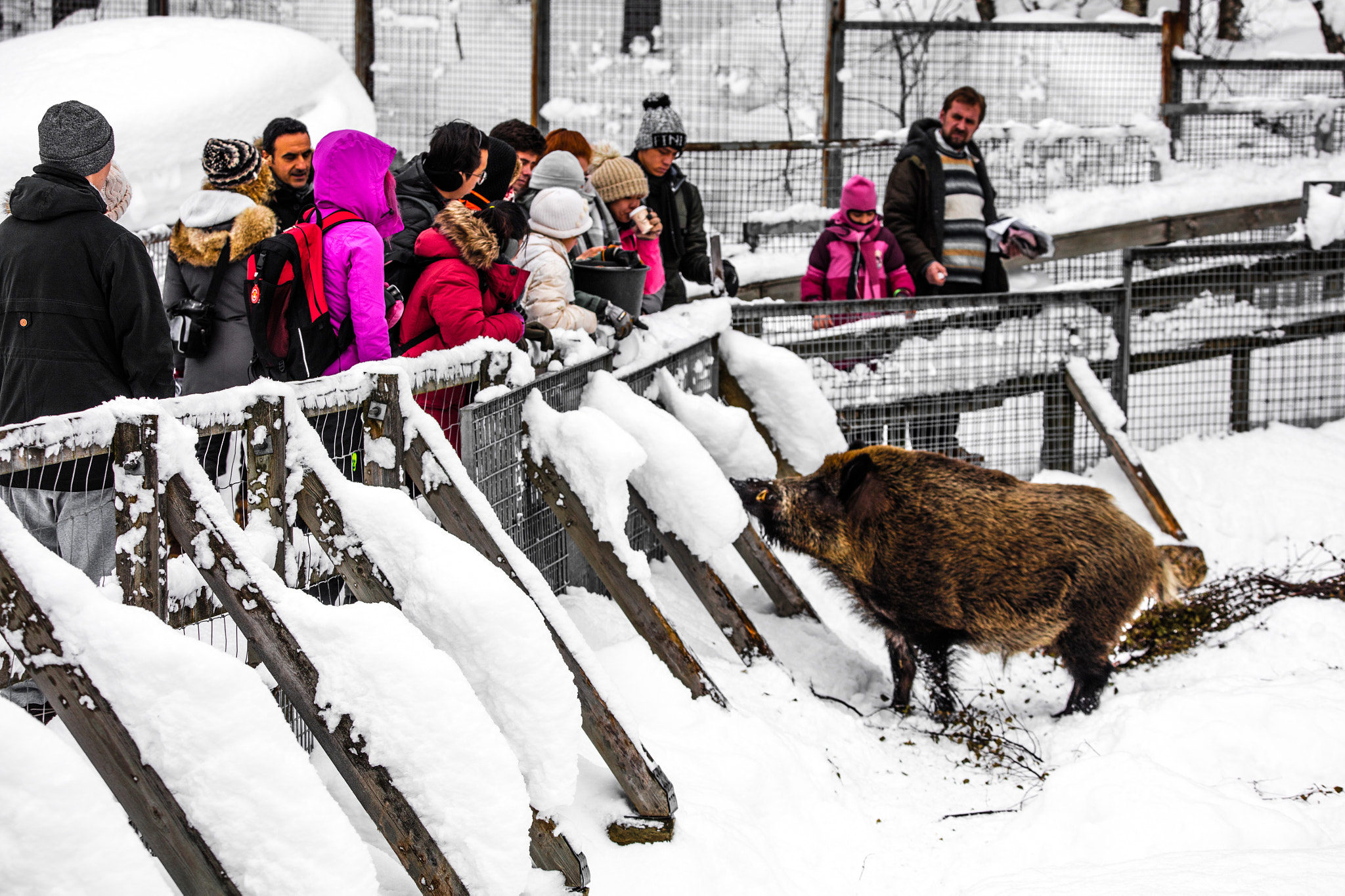 Tamron SP 150-600mm F5-6.3 Di VC USD sample photo. Vellu the wild boar photography