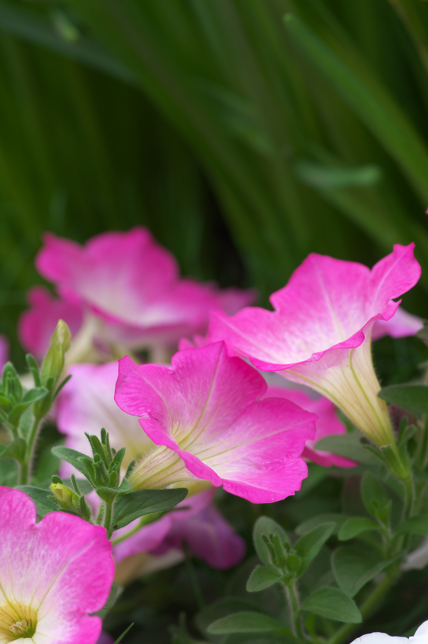 Pentax smc D-FA 100mm F2.8 Macro WR sample photo. Up photography