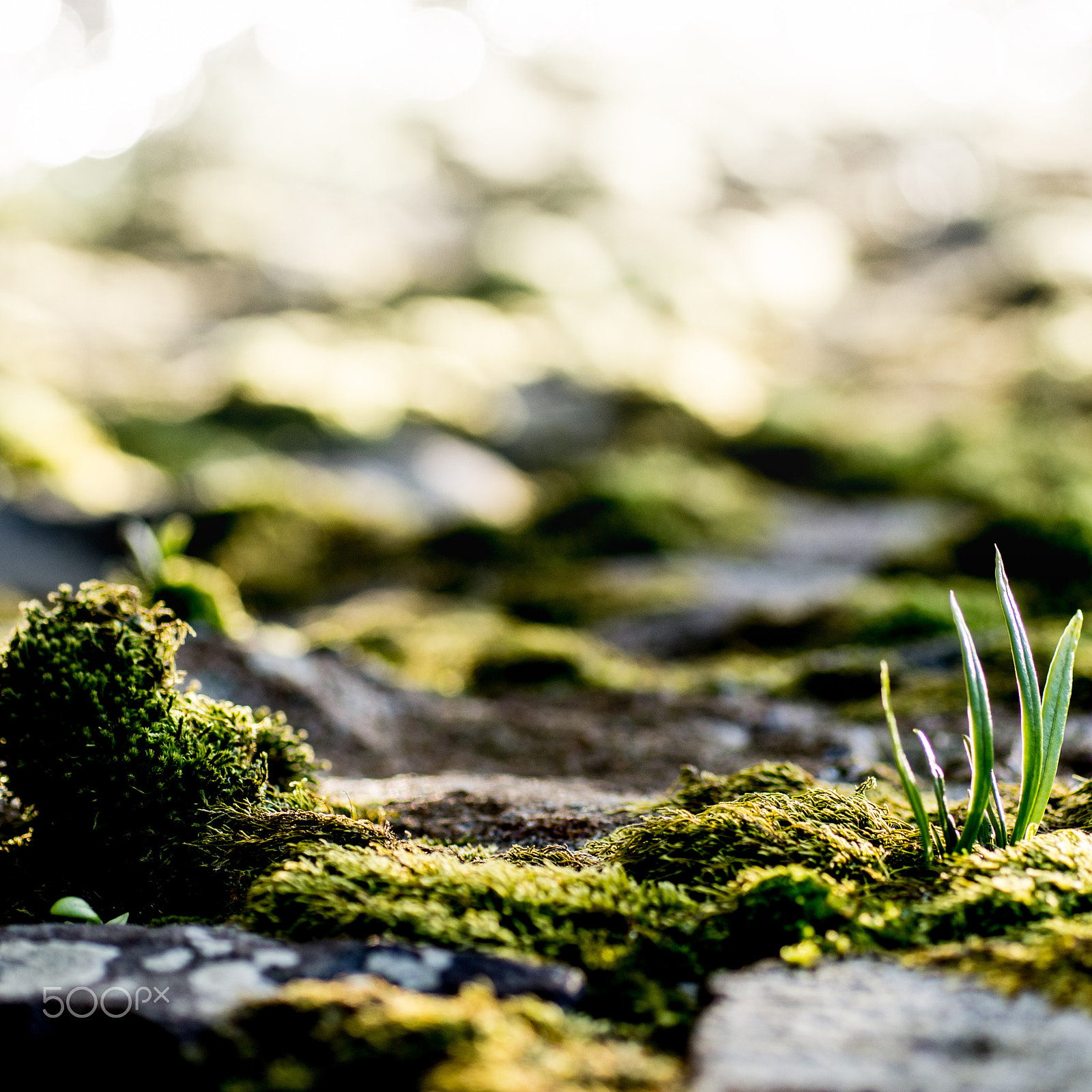 Sony SLT-A77 + Sigma 70mm F2.8 EX DG Macro sample photo. Macro mountainous region photography