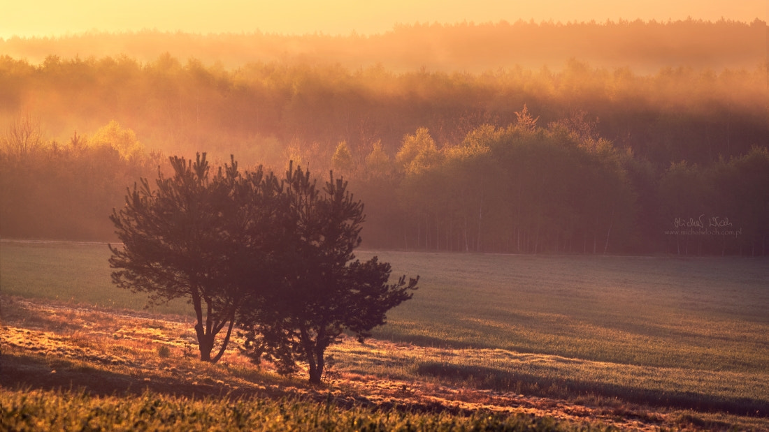 Tamron AF 70-300mm F4-5.6 Di LD Macro sample photo. Sunrise in załęcze landscape park photography