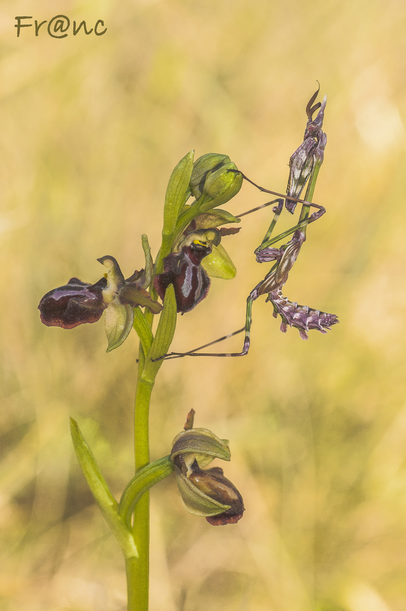 Nikon D300S sample photo. Empusa photography