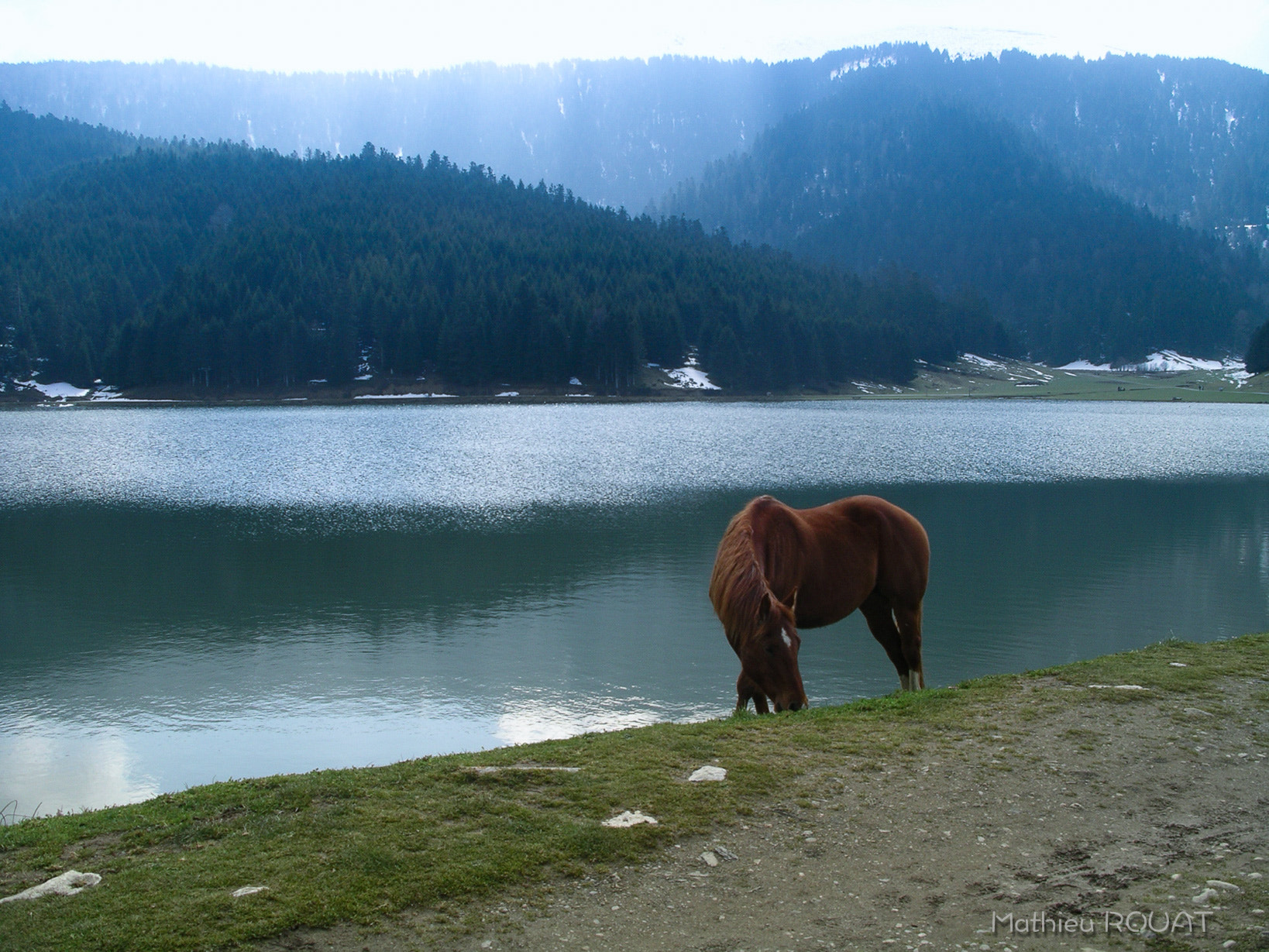 Pentax OPTIO 555 sample photo. A horse with no name photography