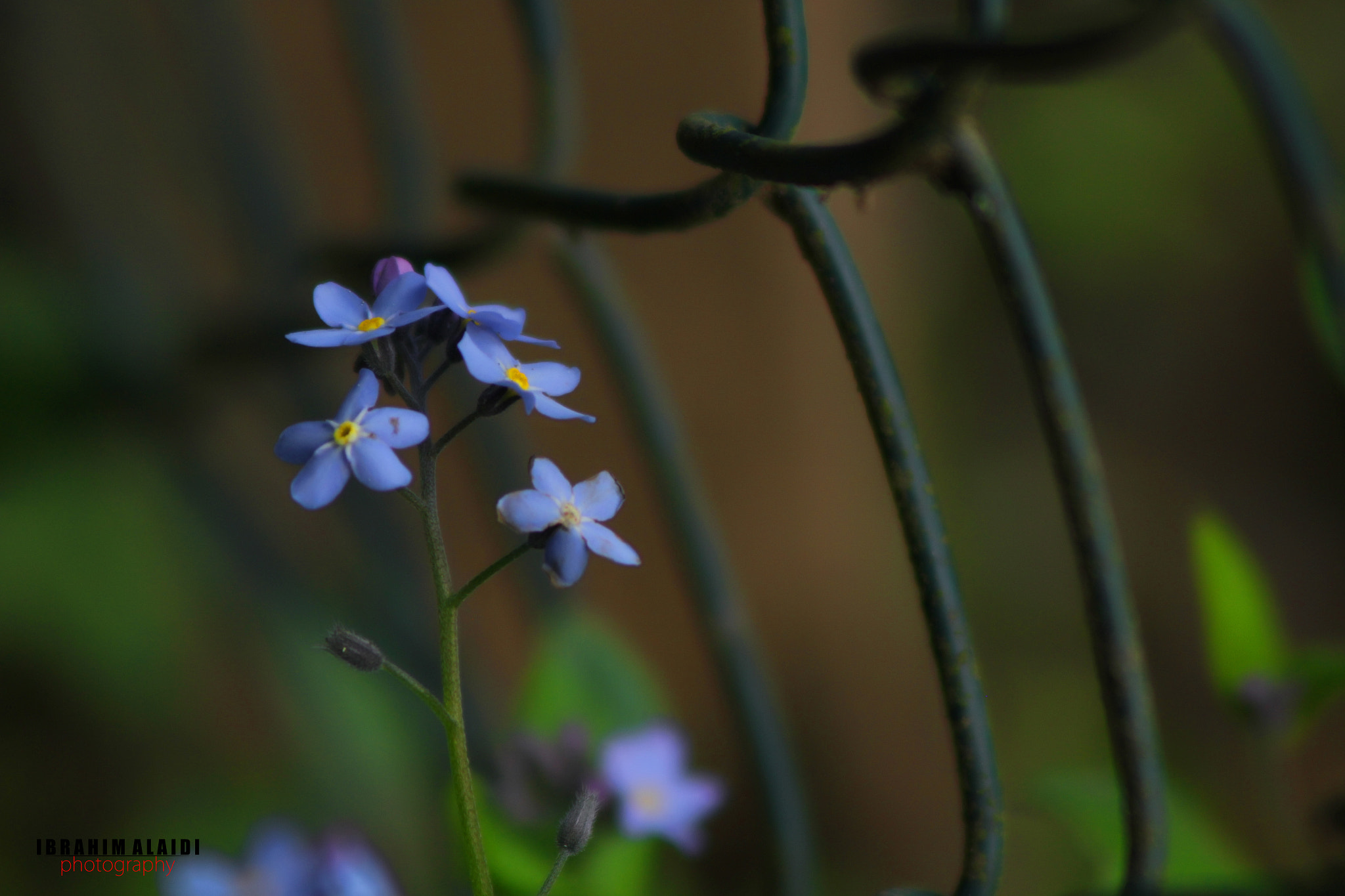 Canon EF 75-300mm F4.0-5.6 IS USM sample photo