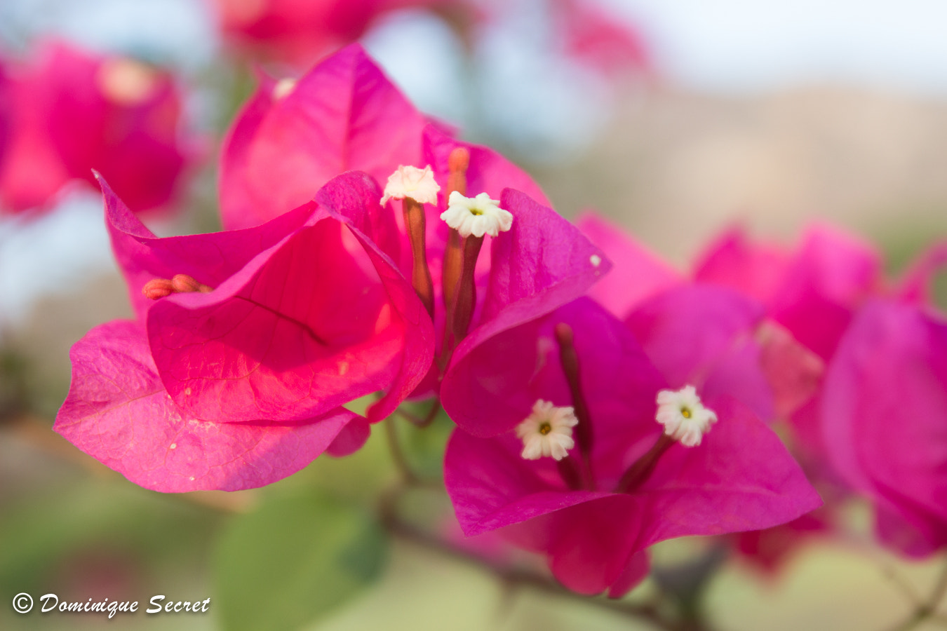 Canon EF 16-35mm F2.8L USM sample photo. Beauty of flowers photography