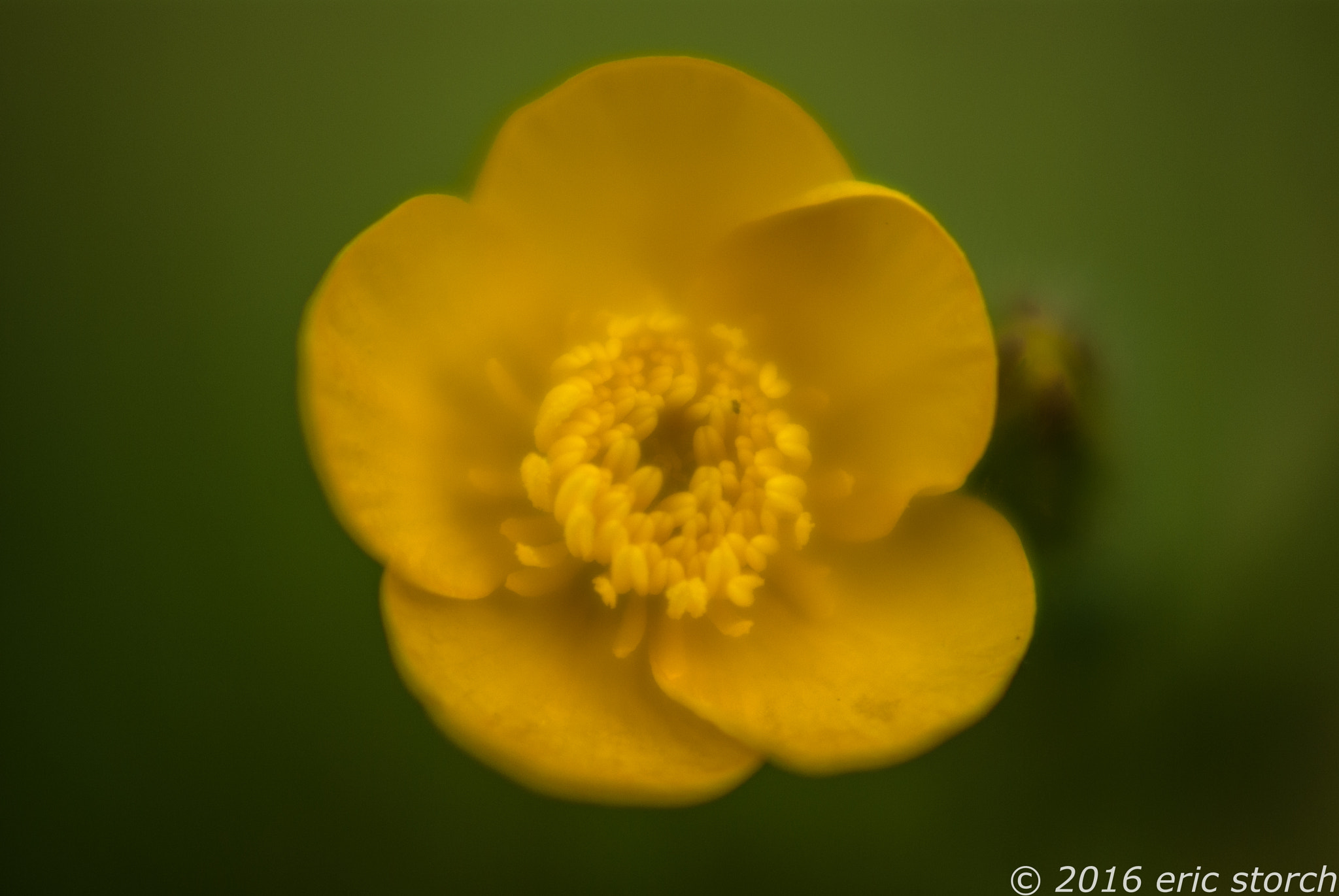 Pentax K10D + A Series Lens sample photo. Buttercup photography