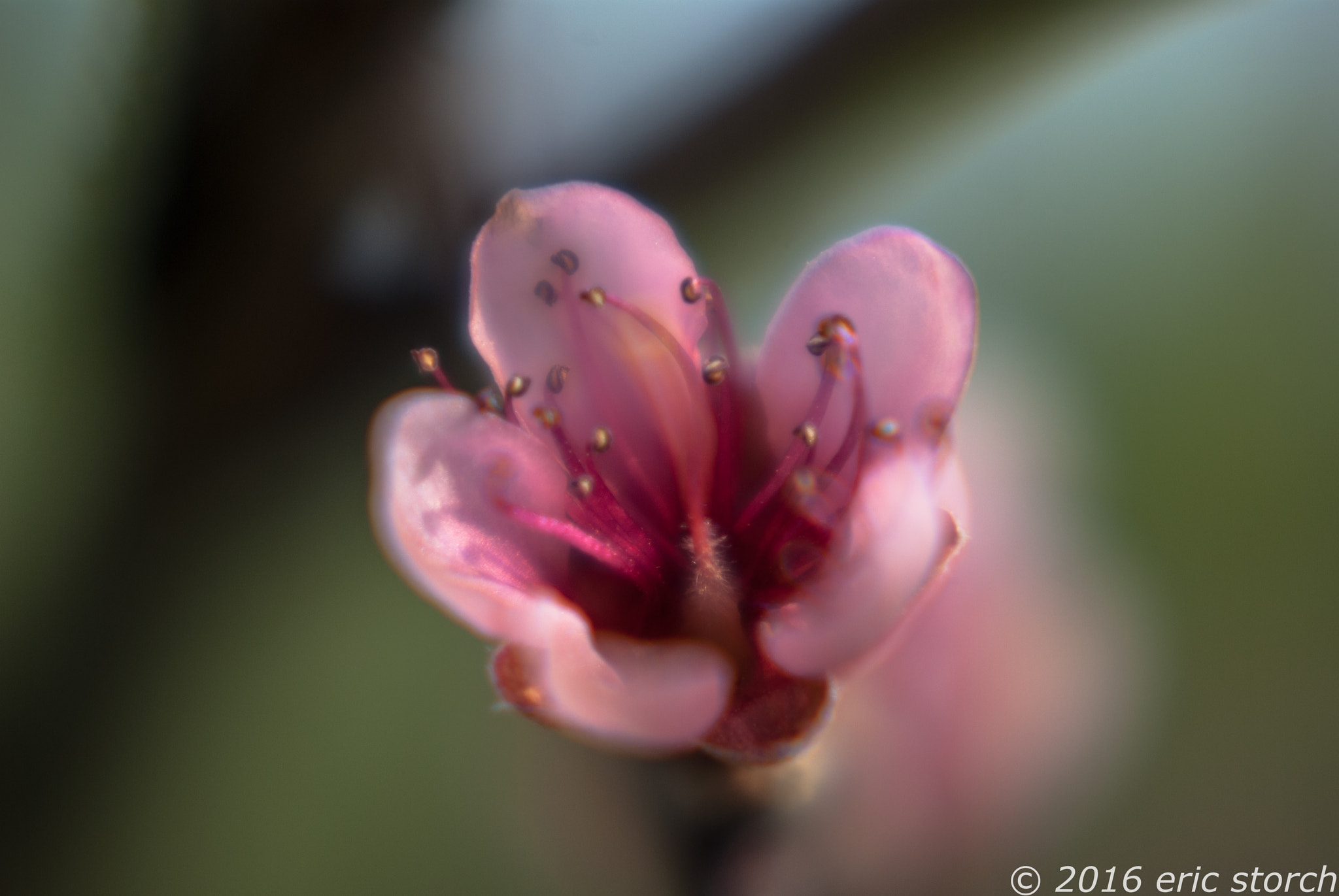 Pentax K10D + A Series Lens sample photo. Peach blossom photography