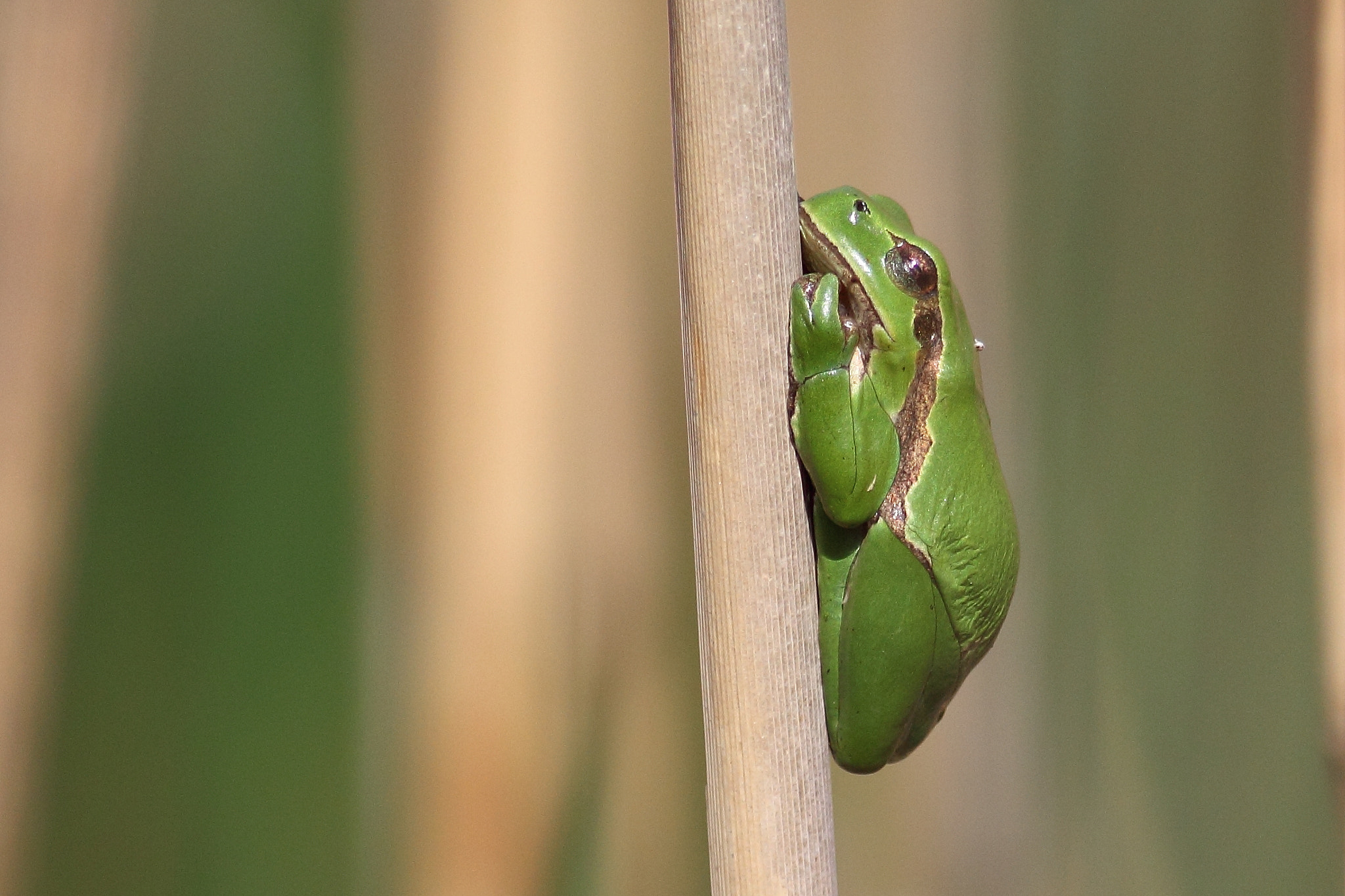 Canon EOS 60D + Canon EF 400mm F5.6L USM sample photo. Tree frog photography
