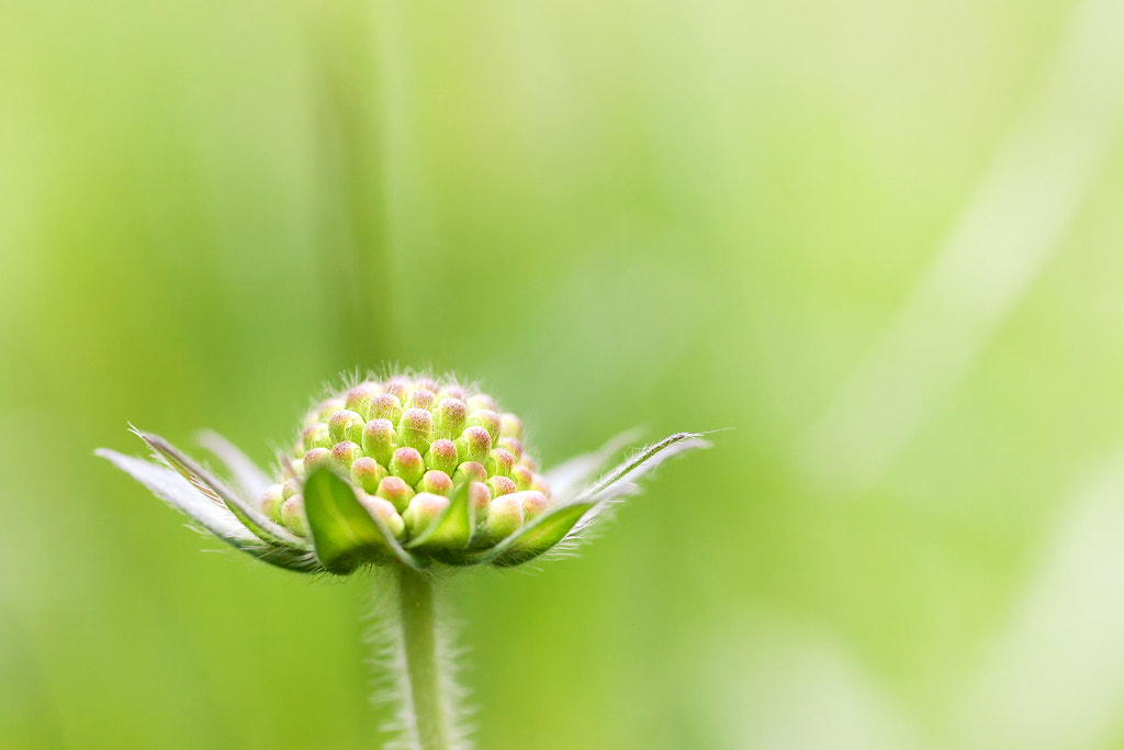 Canon EOS 50D + Canon EF 50mm F2.5 Macro sample photo. Still closed photography