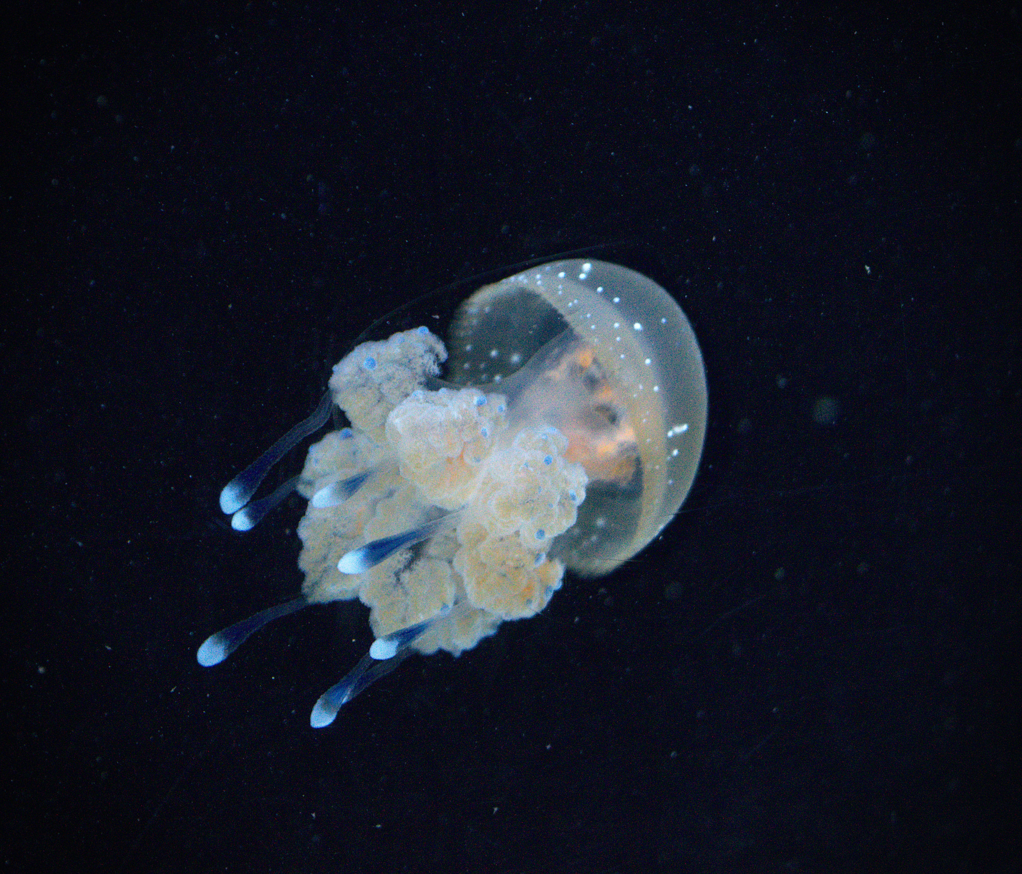 Nikon D3200 sample photo. Jellyfish photography
