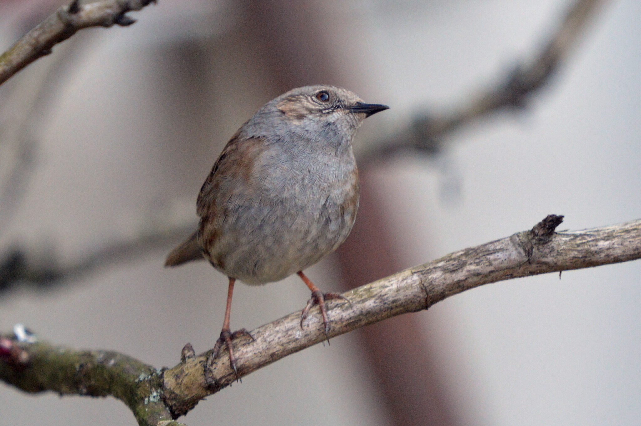 Sigma APO Tele Macro 400mm F5.6 sample photo. Quel est mon meilleur profil photography