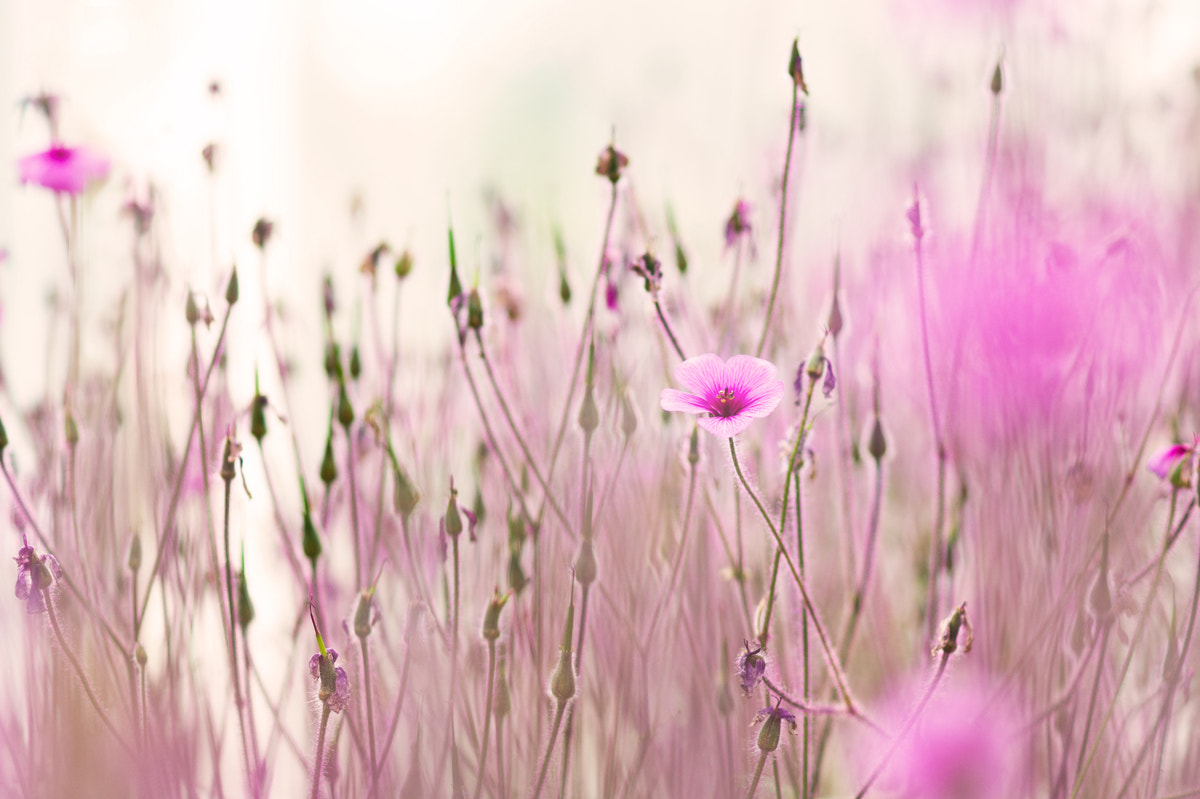 Sony Alpha DSLR-A550 + Sony 100mm F2.8 Macro sample photo. Wild flowers photography