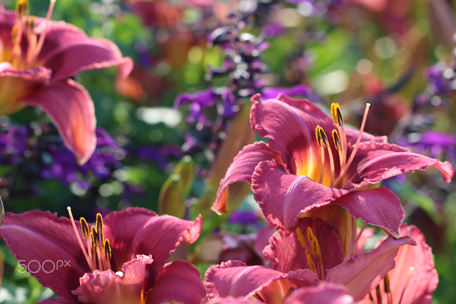 Canon EF 100mm F2.8 Macro USM sample photo. Morning 7799 photography