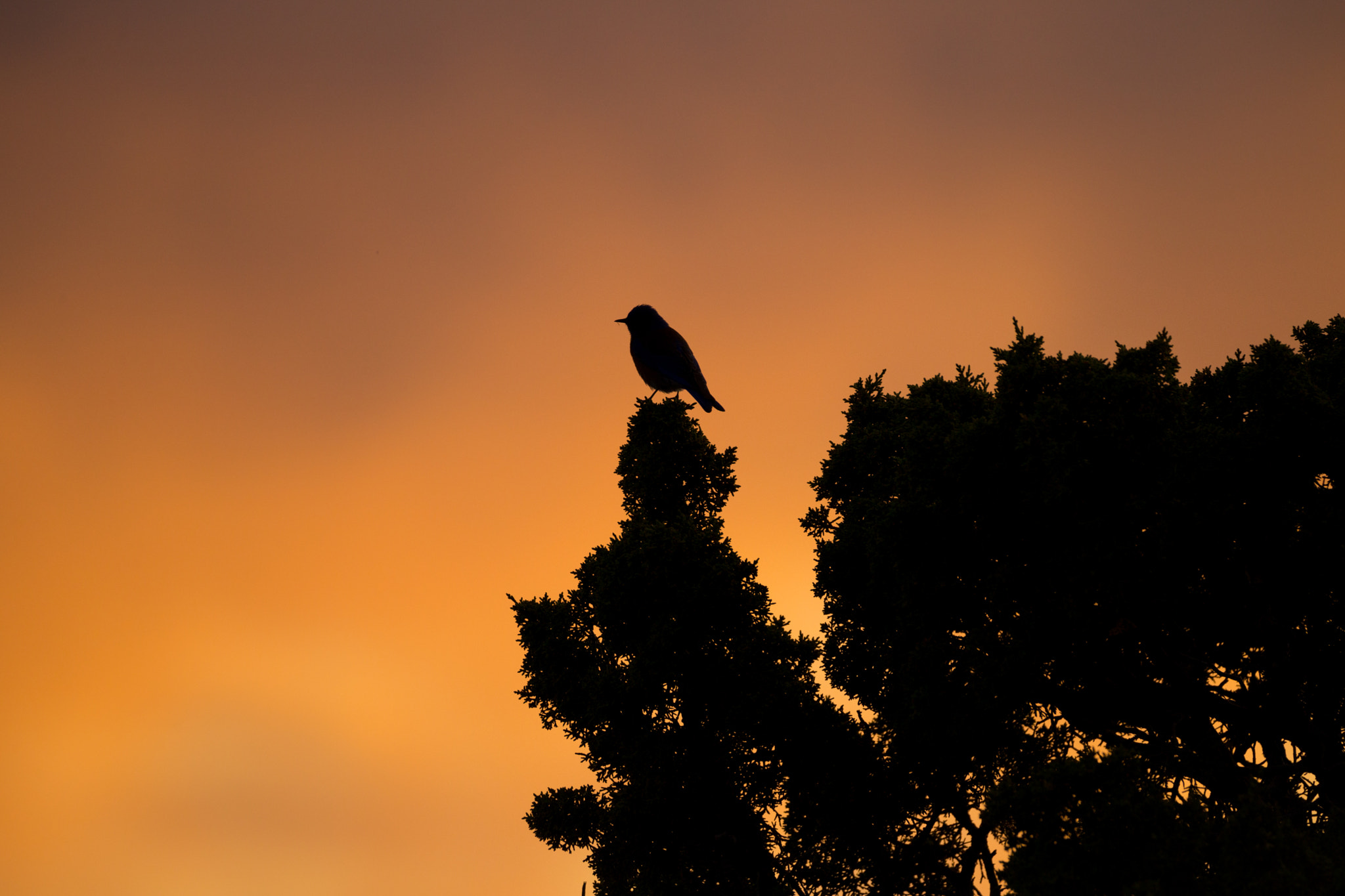 Sigma 150-600mm F5-6.3 DG OS HSM | C sample photo. Birdstorm photography