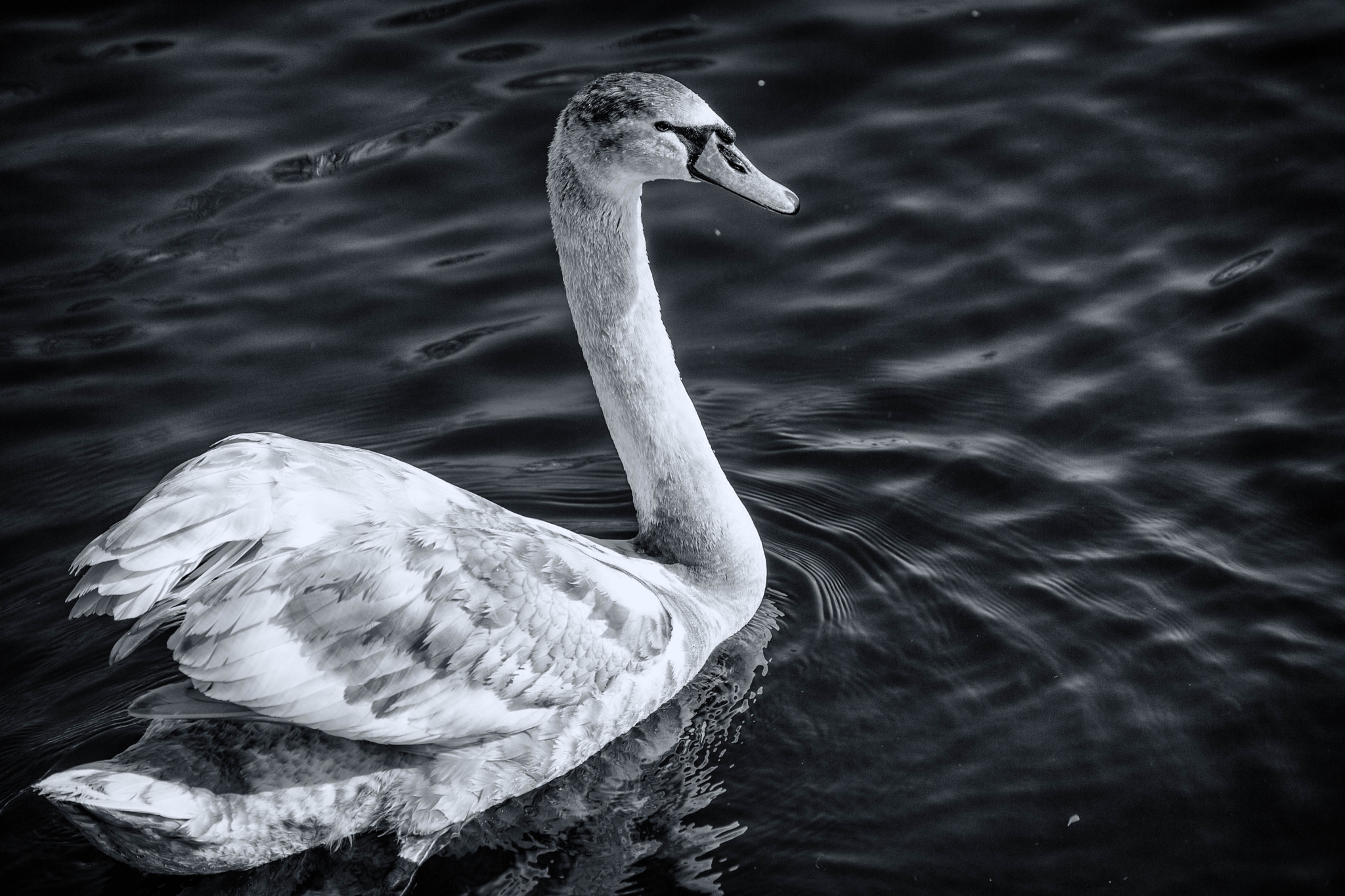 Nikon D3X sample photo. Young hometown swan photography