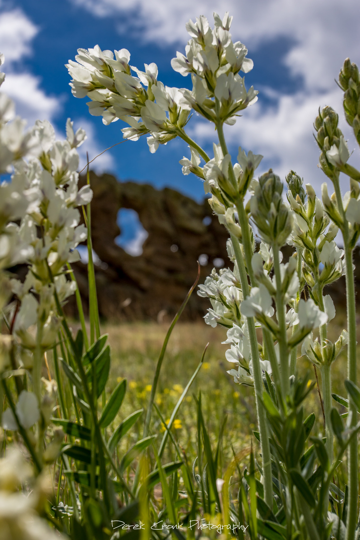 Canon EOS 750D (EOS Rebel T6i / EOS Kiss X8i) + Canon EF 17-40mm F4L USM sample photo. Spring wildflowers in the colorado foothills photography
