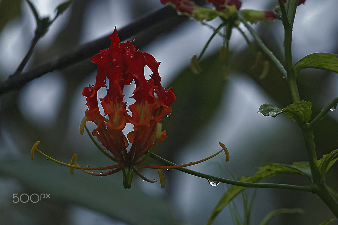 Nikon D80 sample photo. After the rain photography