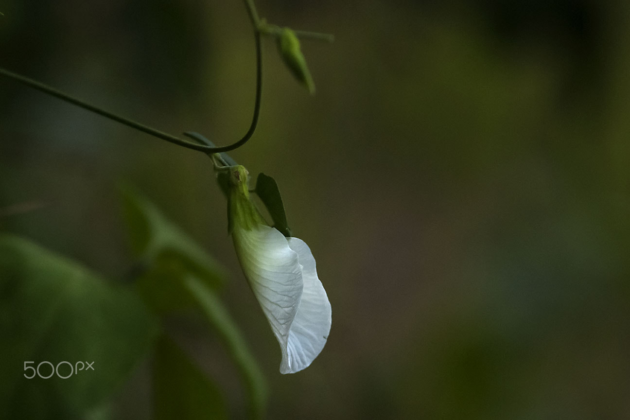 Nikon D80 sample photo. White flower photography