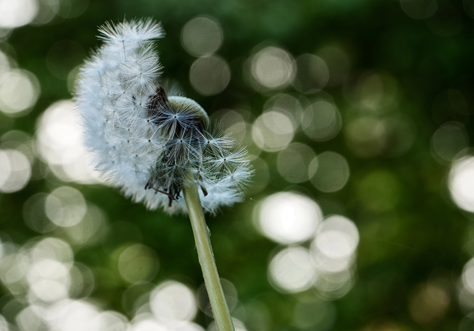 Panasonic Leica DG Macro-Elmarit 45mm F2.8 ASPH OIS sample photo. Blowing in the wind photography