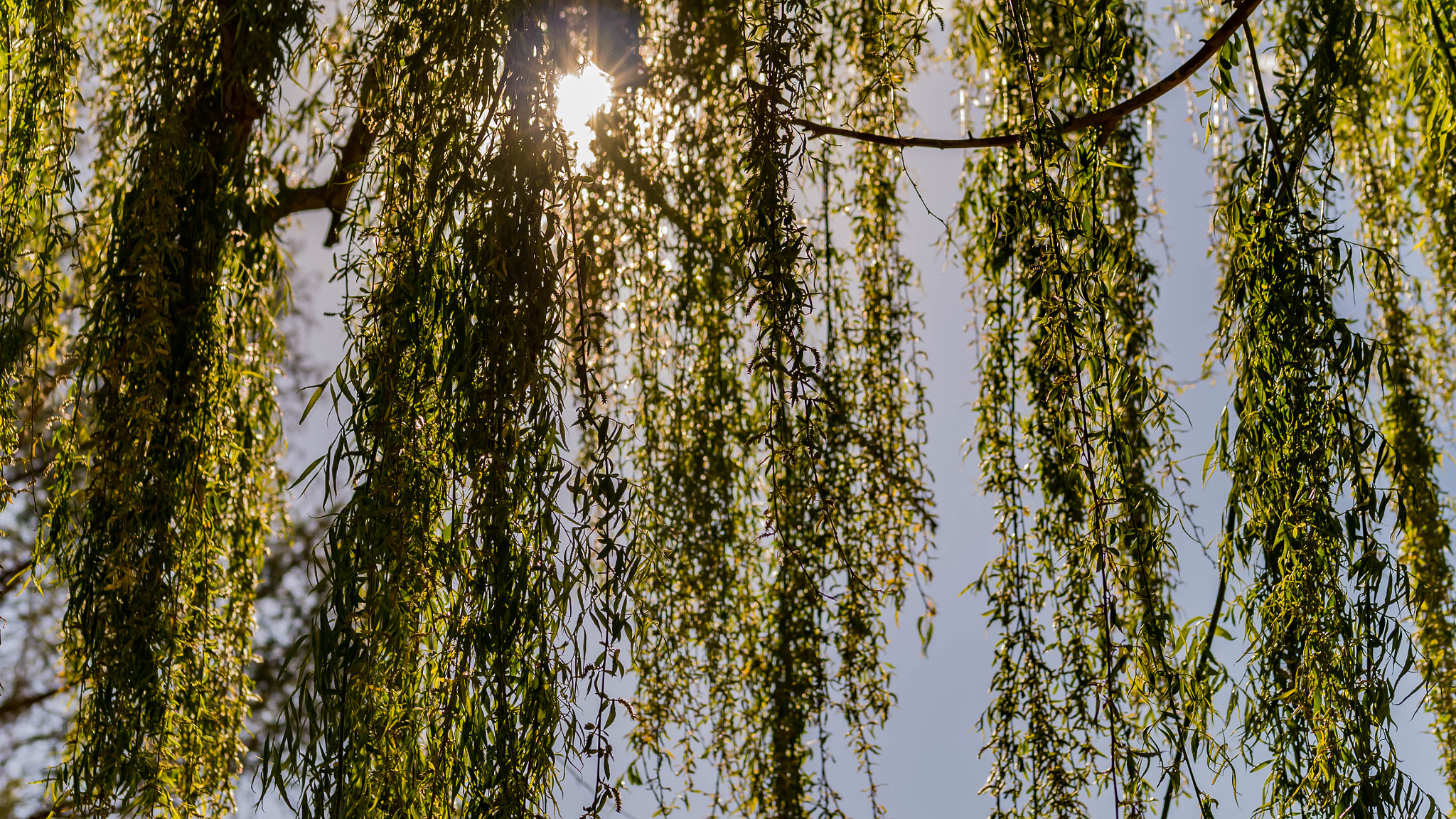 Panasonic Lumix G 42.5mm F1.7 ASPH Power OIS sample photo. Weeping willow photography