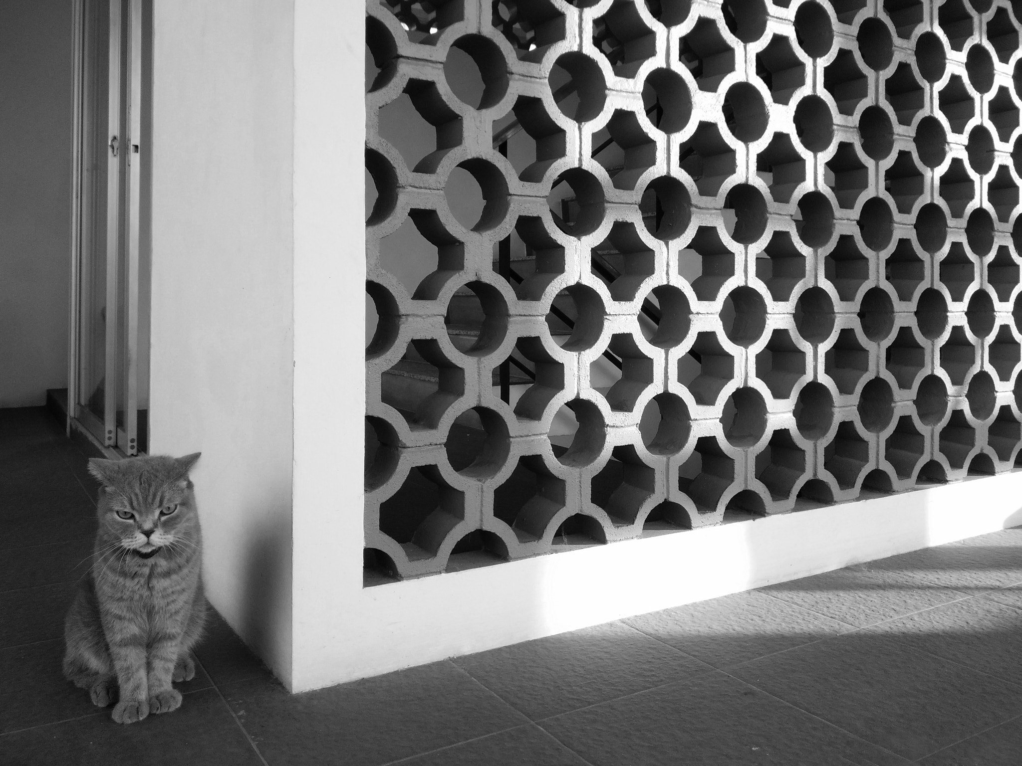 vivo XSHOT sample photo. My cat photography
