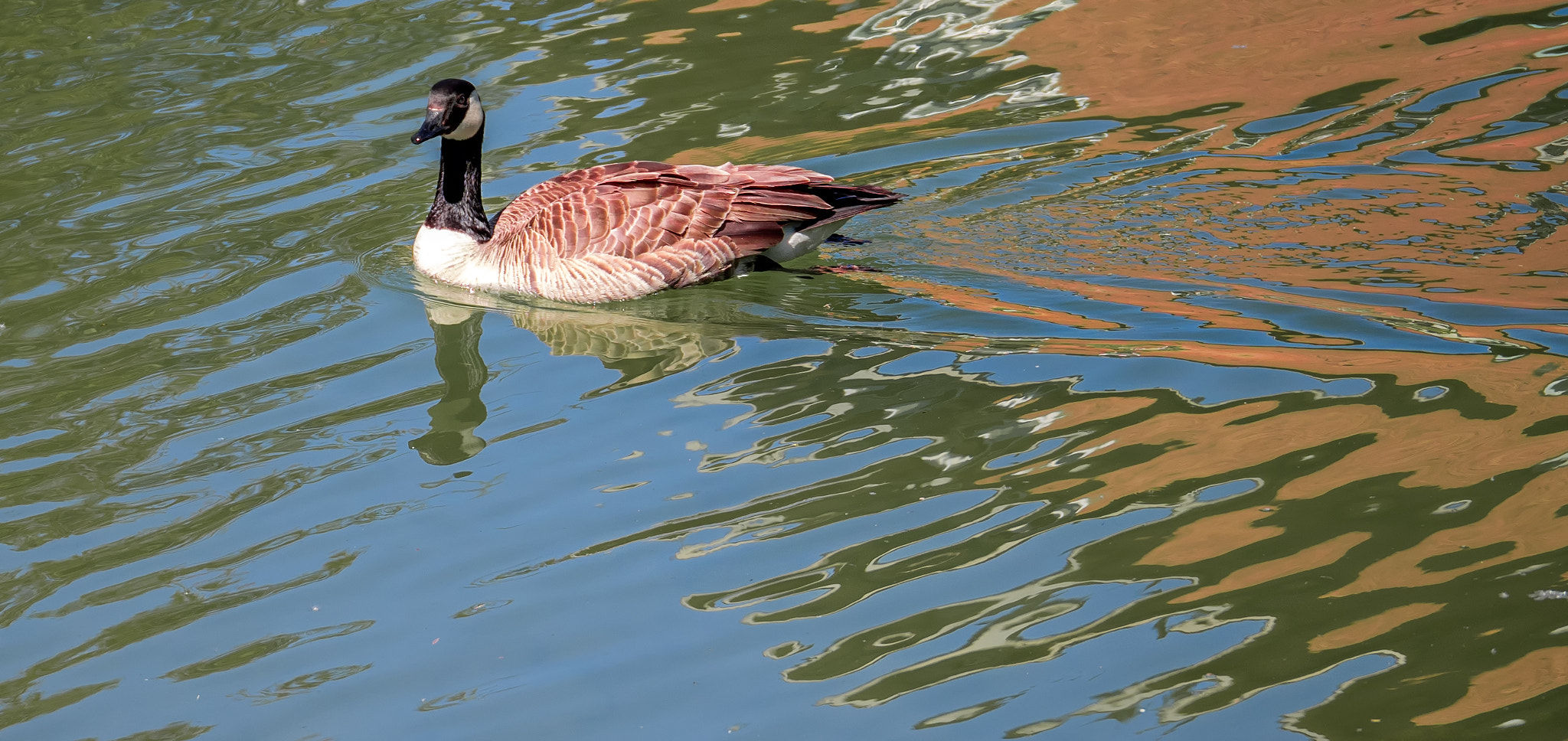 Panasonic Lumix G X Vario 35-100mm F2.8 OIS sample photo. Goose photography