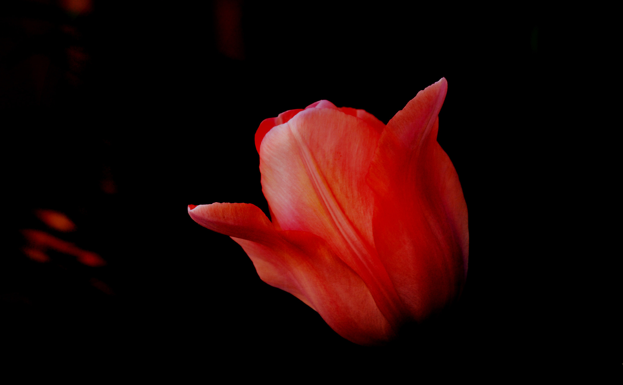 Olympus Zuiko Digital ED 70-300mm F4.0-5.6 sample photo. Tulpe photography