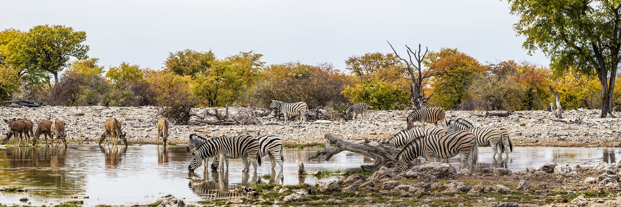 Sony a99 II sample photo. Goas waterhole photography