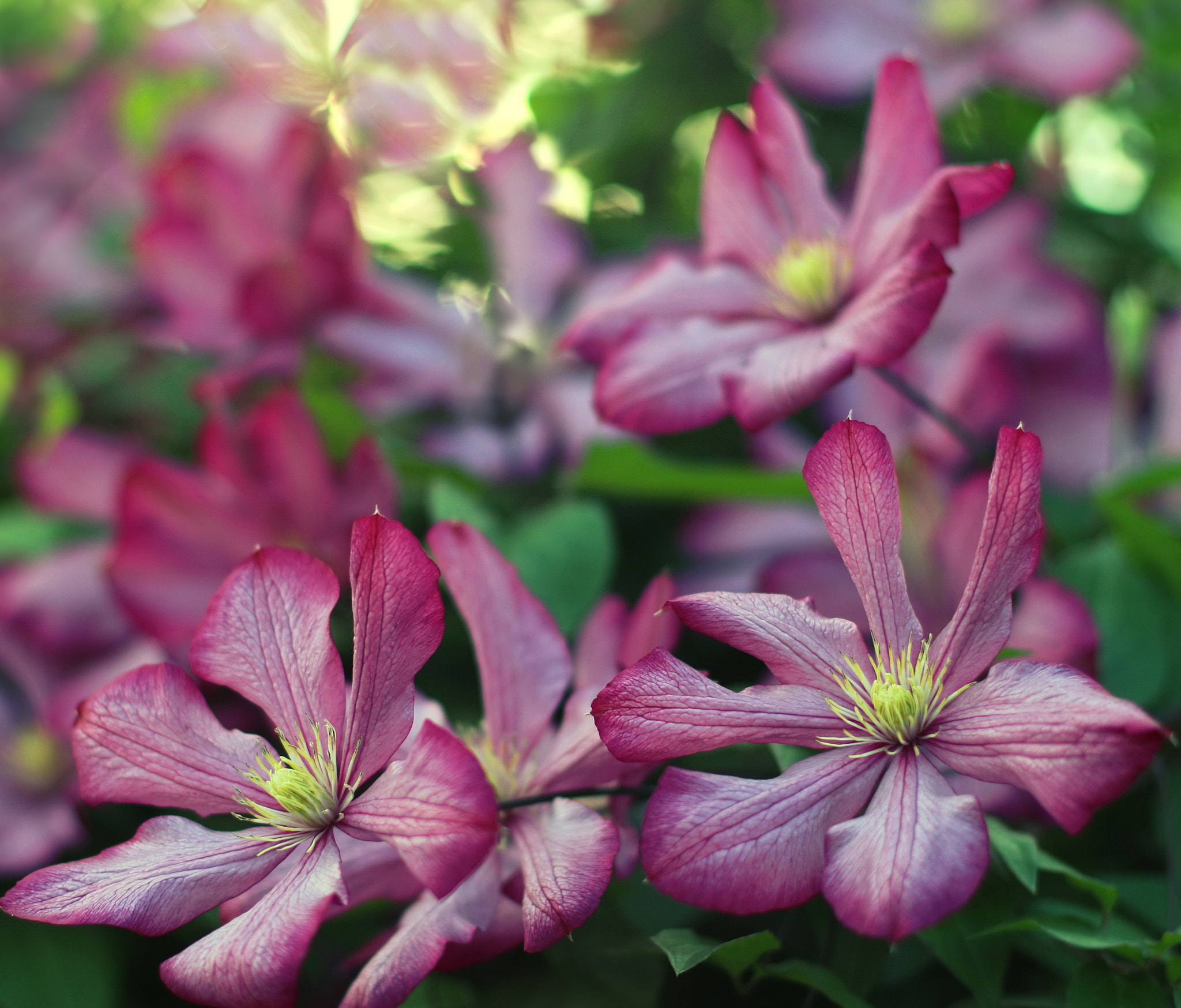 Canon EOS 650D (EOS Rebel T4i / EOS Kiss X6i) + Canon EF 50mm F1.4 USM sample photo. Clematis photography