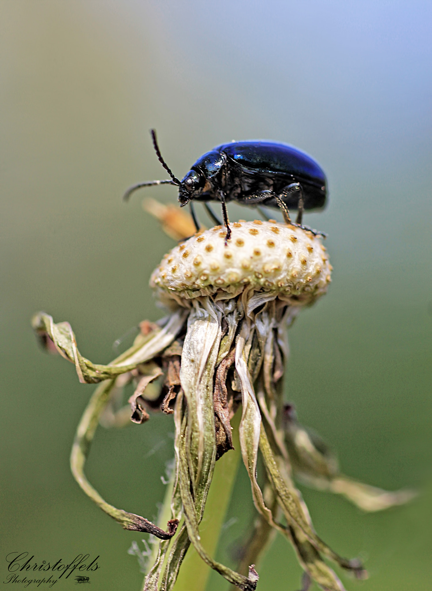 Sigma 70mm F2.8 EX DG Macro sample photo. Blauwe muntgoudhaantje (chrysolina coerulans) photography