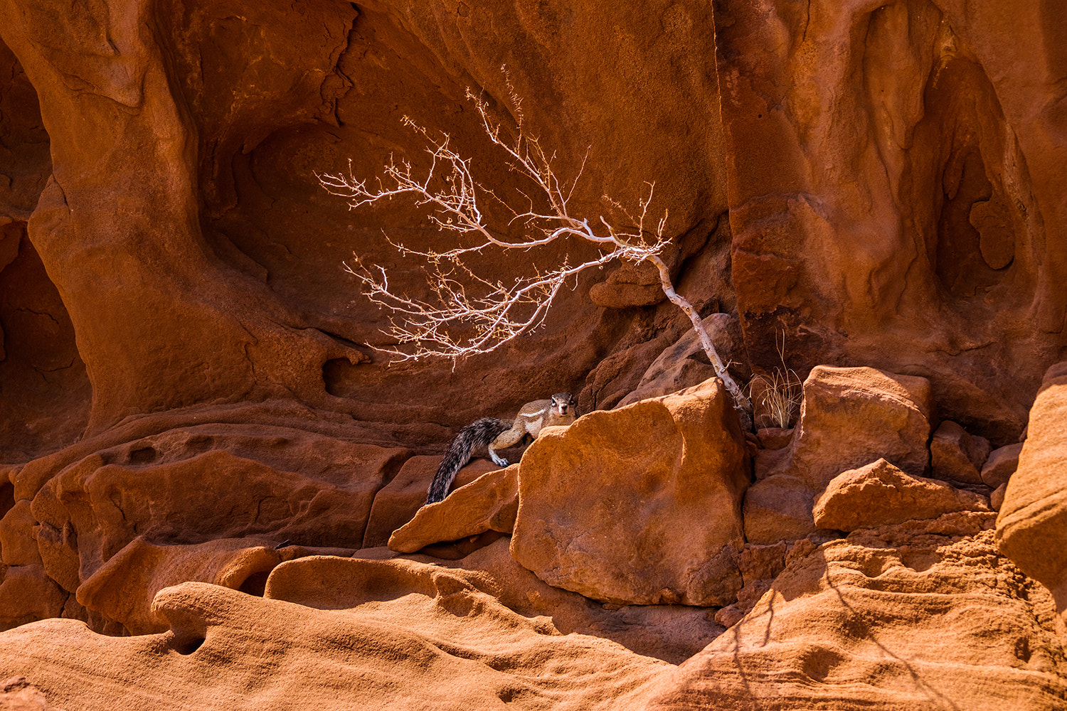 Sony a99 II sample photo. Ground squirrel in twyfelfontein photography