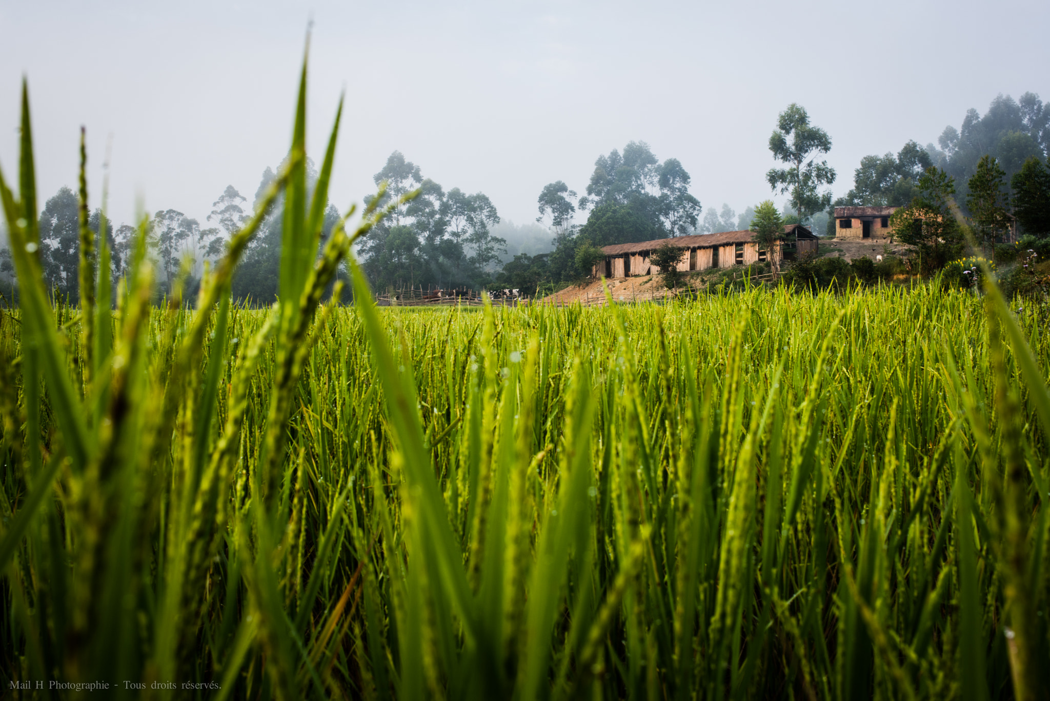 Nikon D810 sample photo. Rice farm photography