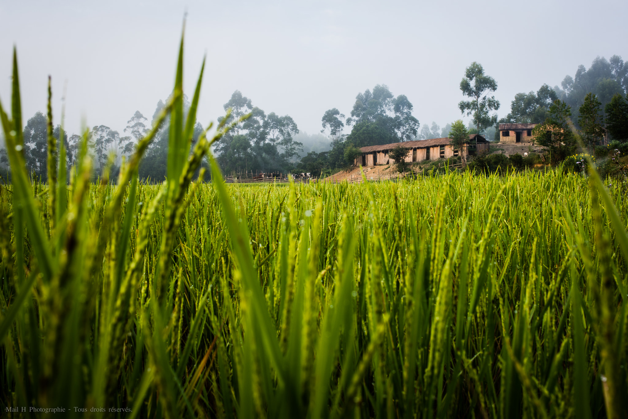 Nikon D810 + AF-S Nikkor 35mm f/1.8G sample photo. Rice farm photography