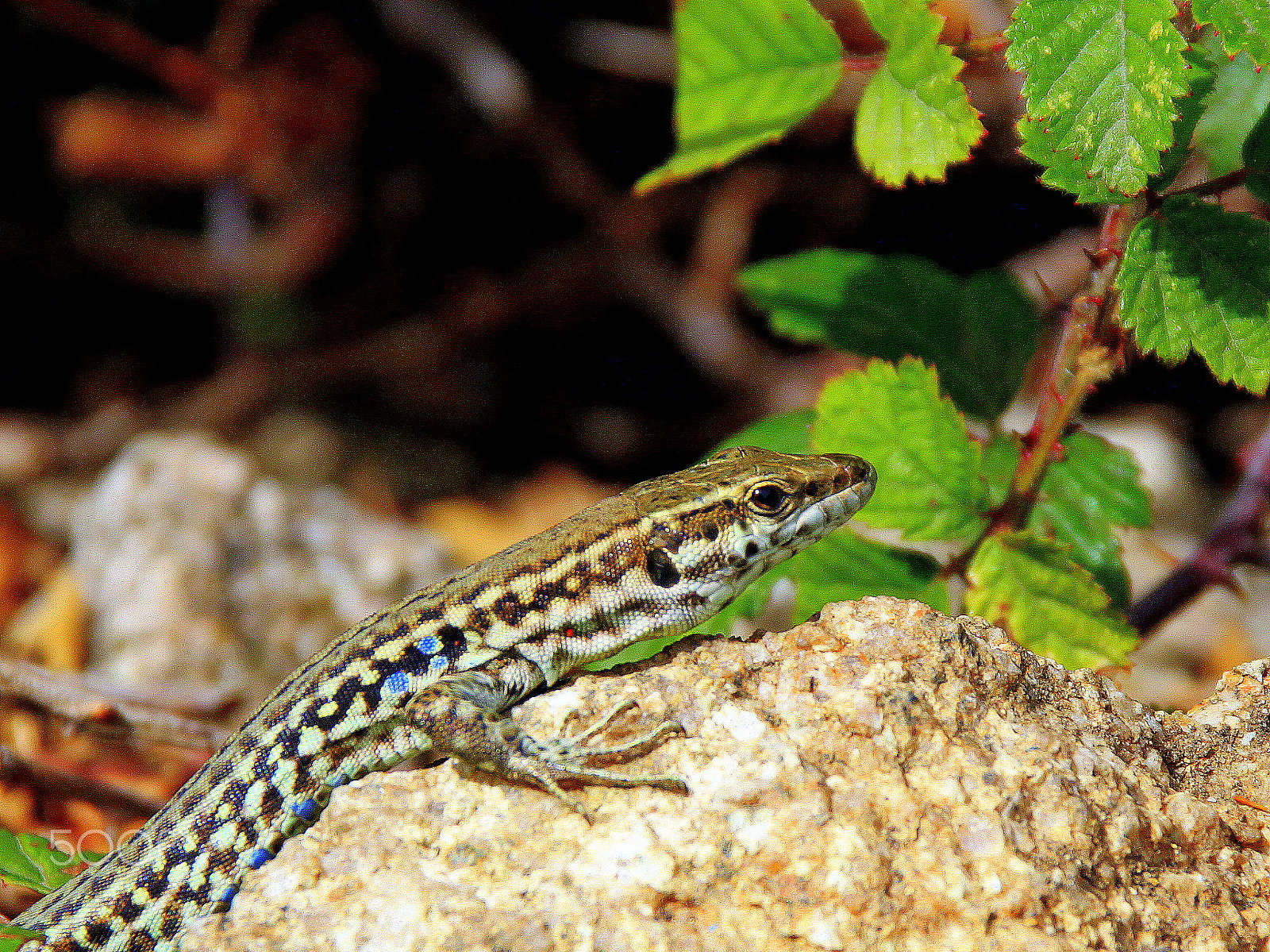 Sigma 18-250mm F3.5-6.3 DC OS HSM sample photo. One of thousands lizards photography