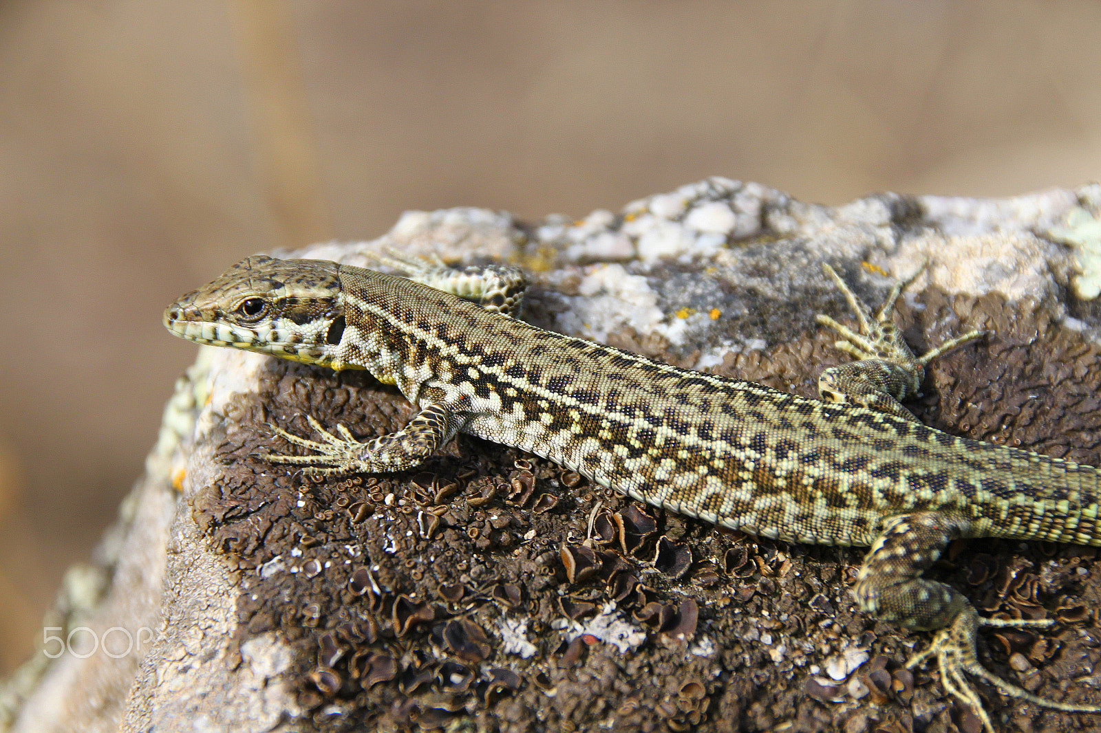 Sigma 18-250mm F3.5-6.3 DC OS HSM sample photo. Another lizard photography