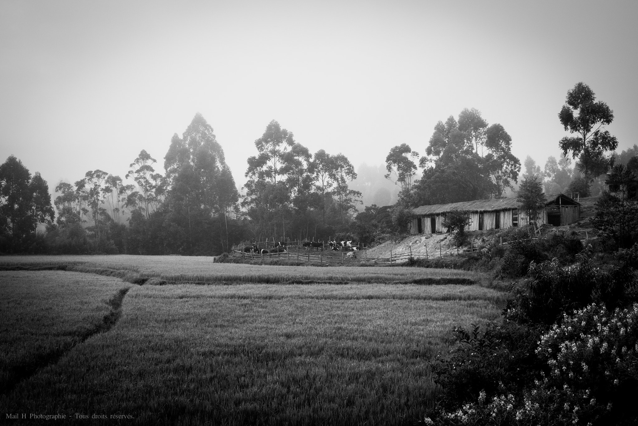 Nikon D810 sample photo. Rice farm photography