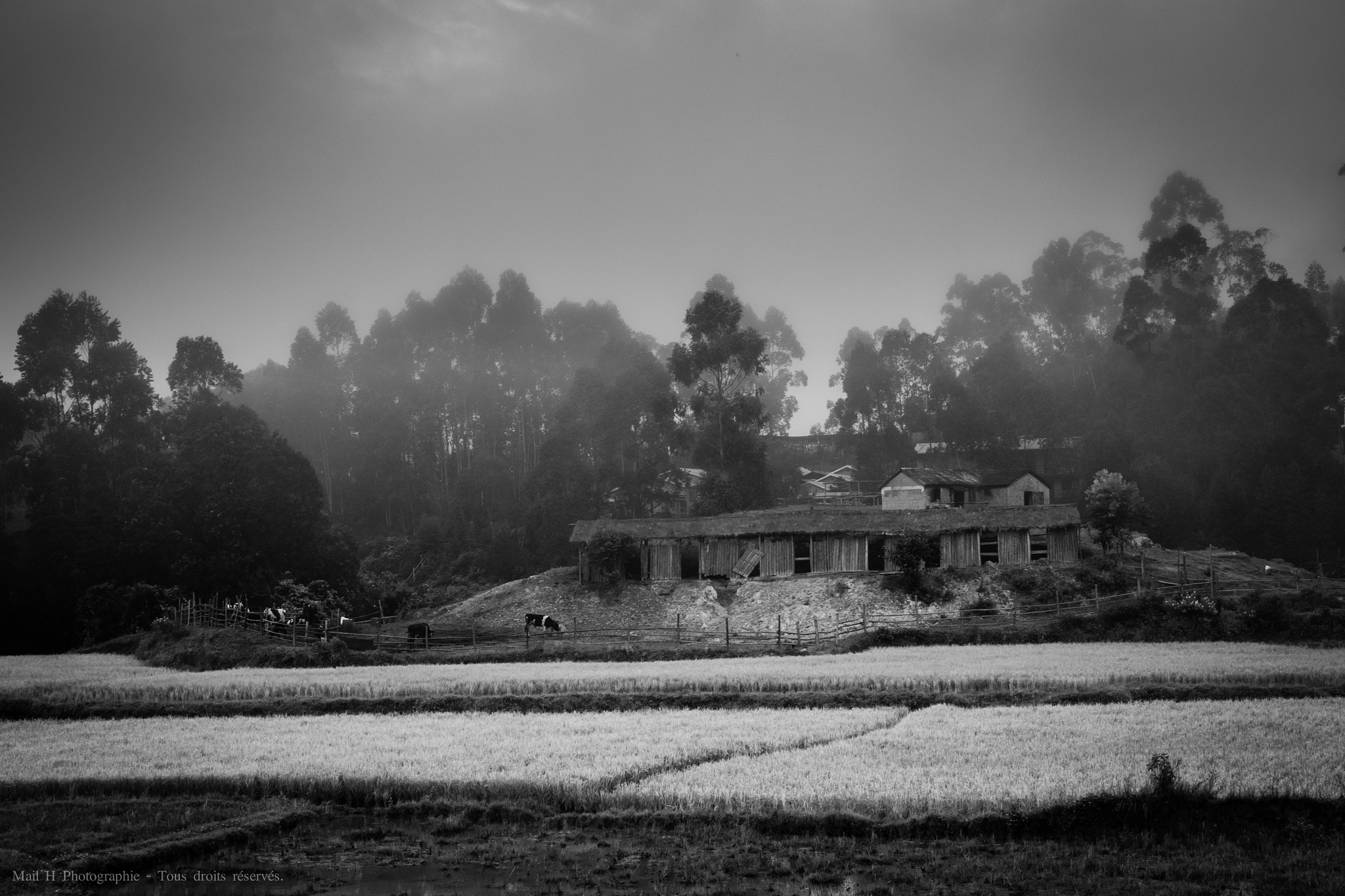 Nikon D810 sample photo. Rice farm photography