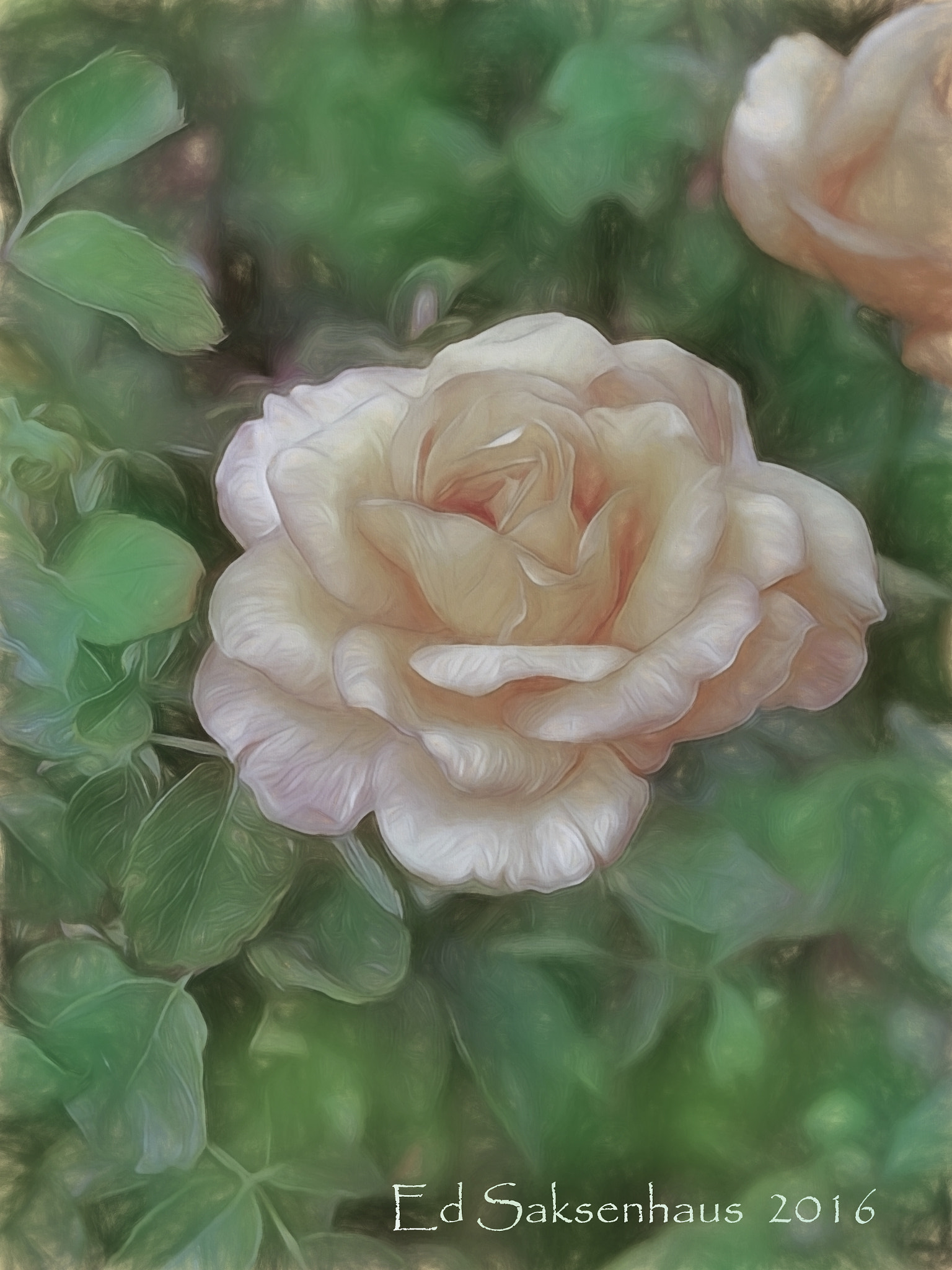 KONICA MINOLTA DiMAGE 7 sample photo. A beautiful rose. photography
