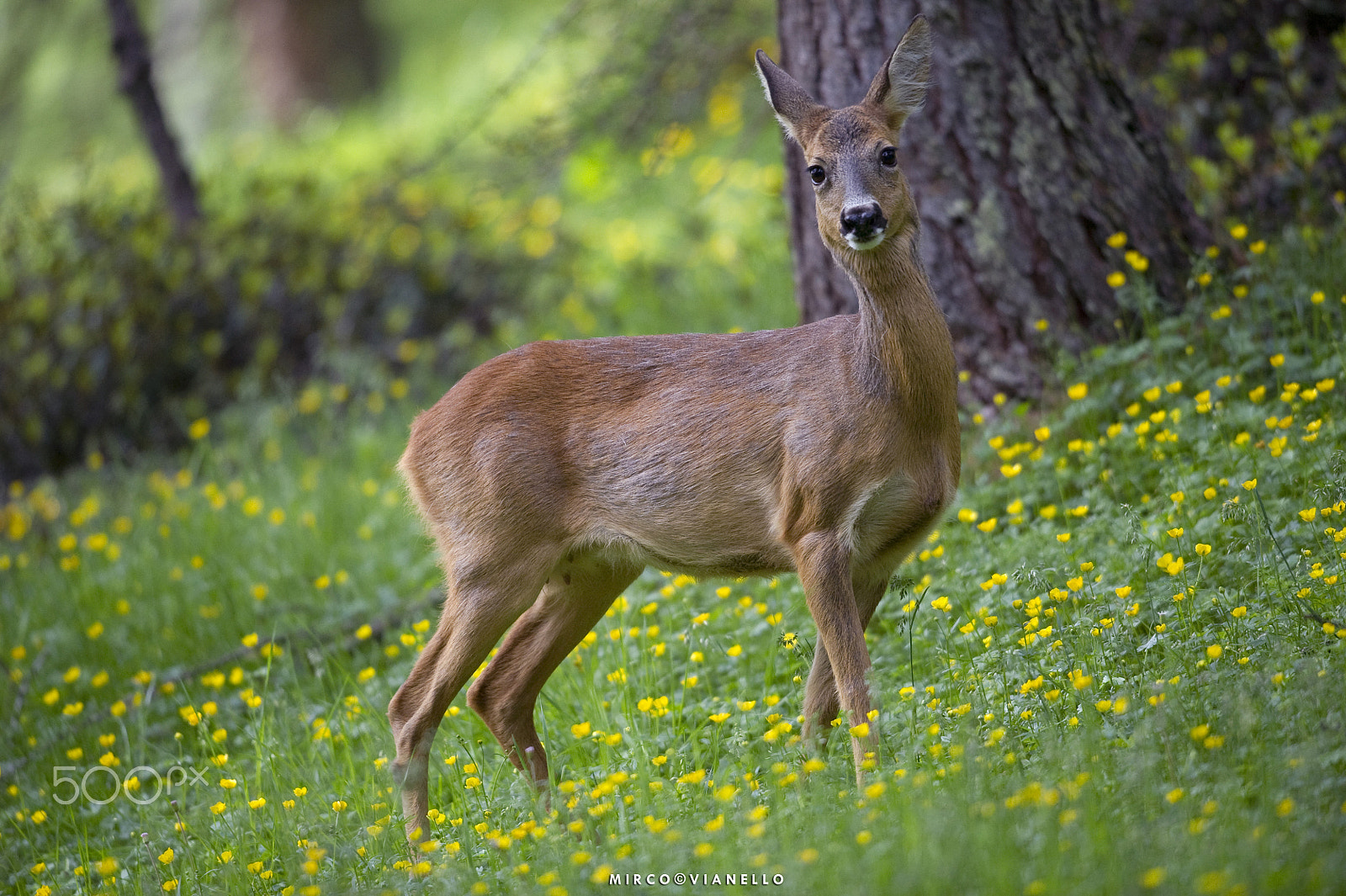 Nikon D3S + Nikon AF-S Nikkor 500mm F4G ED VR sample photo. Female deer and yellow flowers photography