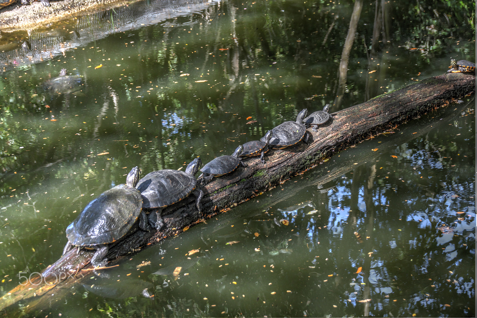 Sigma 18-250mm F3.5-6.3 DC OS HSM sample photo. Turtles on a string photography