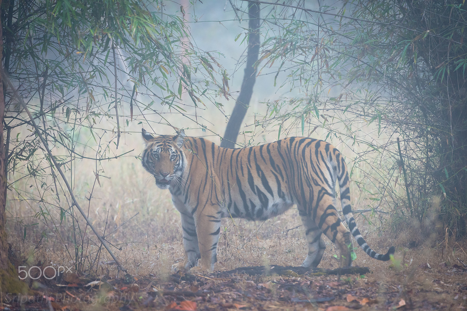 Nikon D600 sample photo. Mist..ry tiger photography